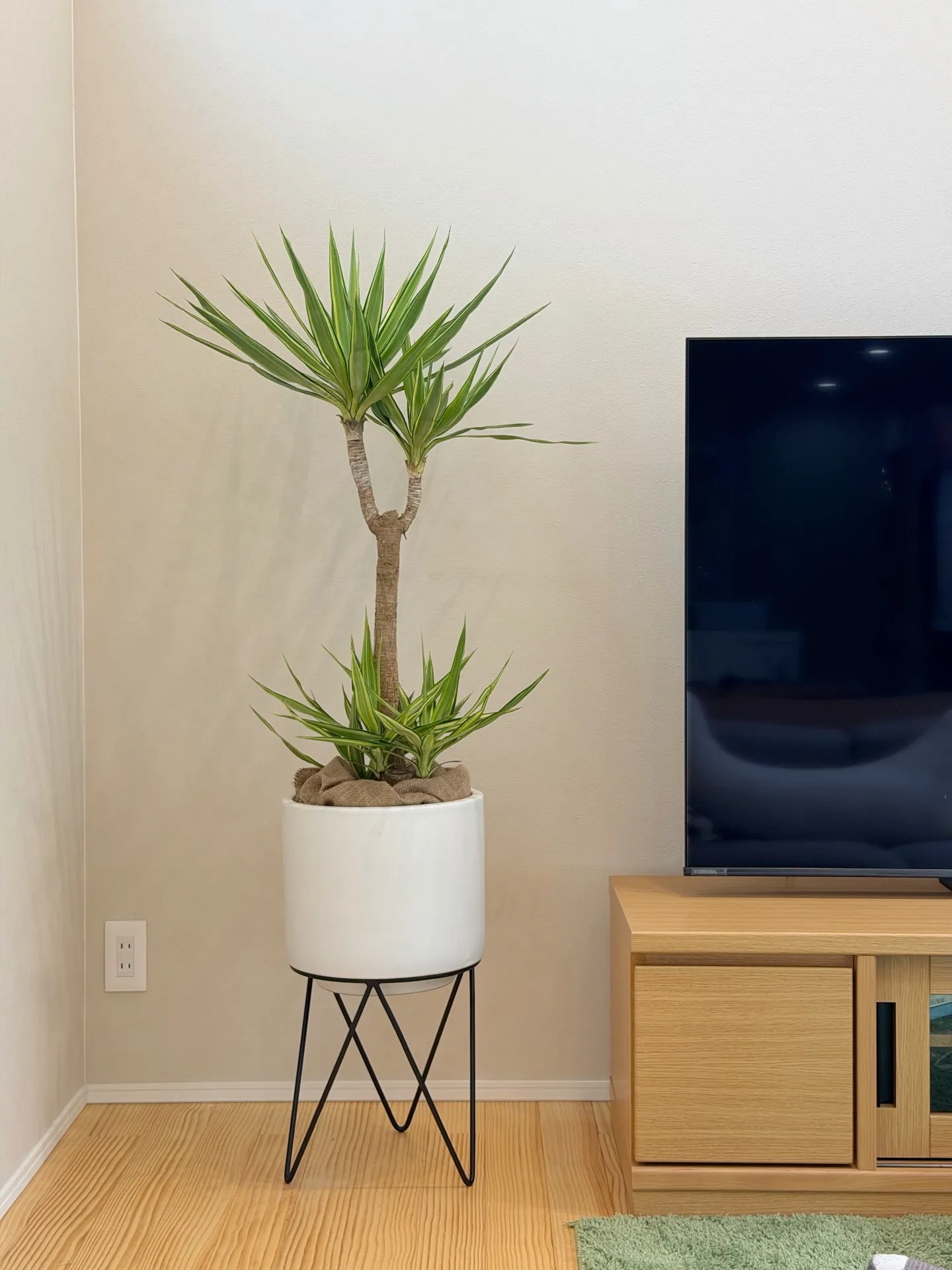 【こだわりの植物とこだわりの鉢のお店、barrelplant...