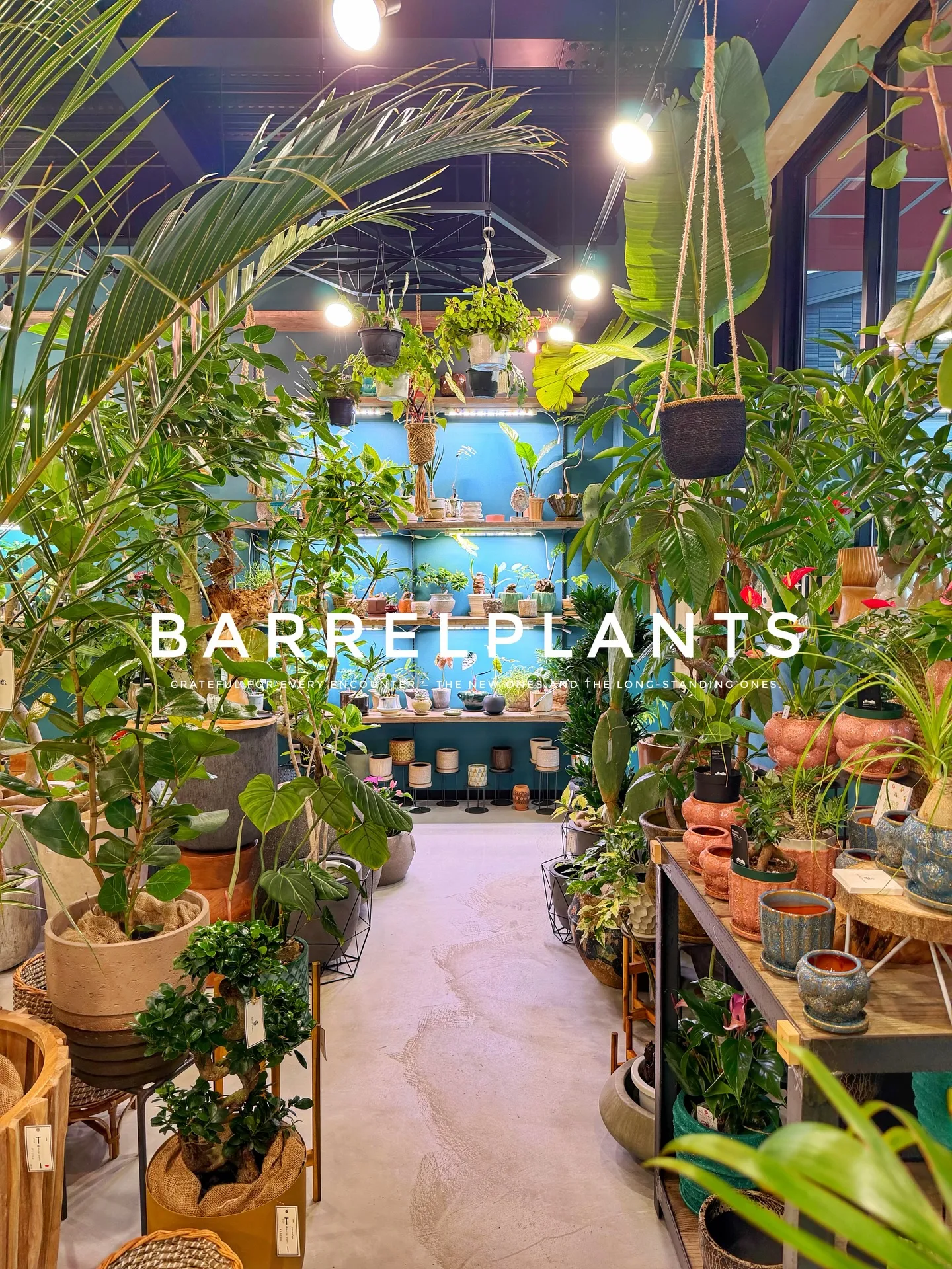 【こだわりの植物とこだわりの鉢のお店、barrelplant...