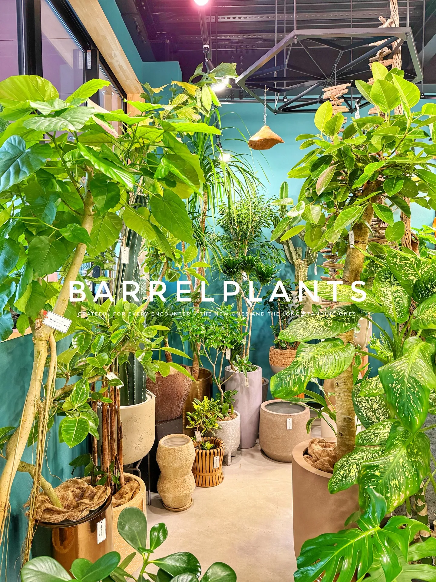 【こだわりの植物とこだわりの鉢のお店、barrelplant...