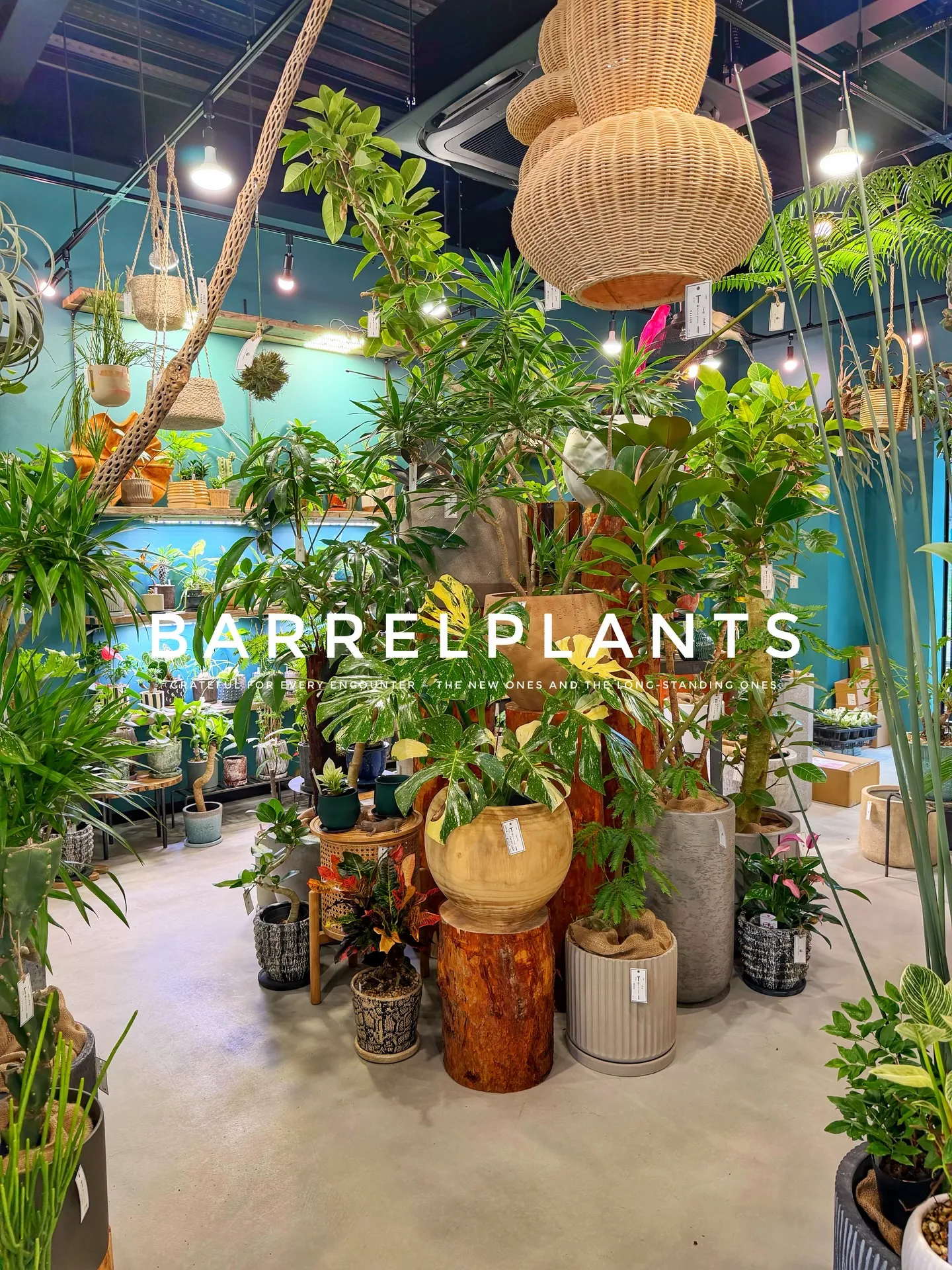 【こだわりの植物とこだわりの鉢のお店、barrelplant...