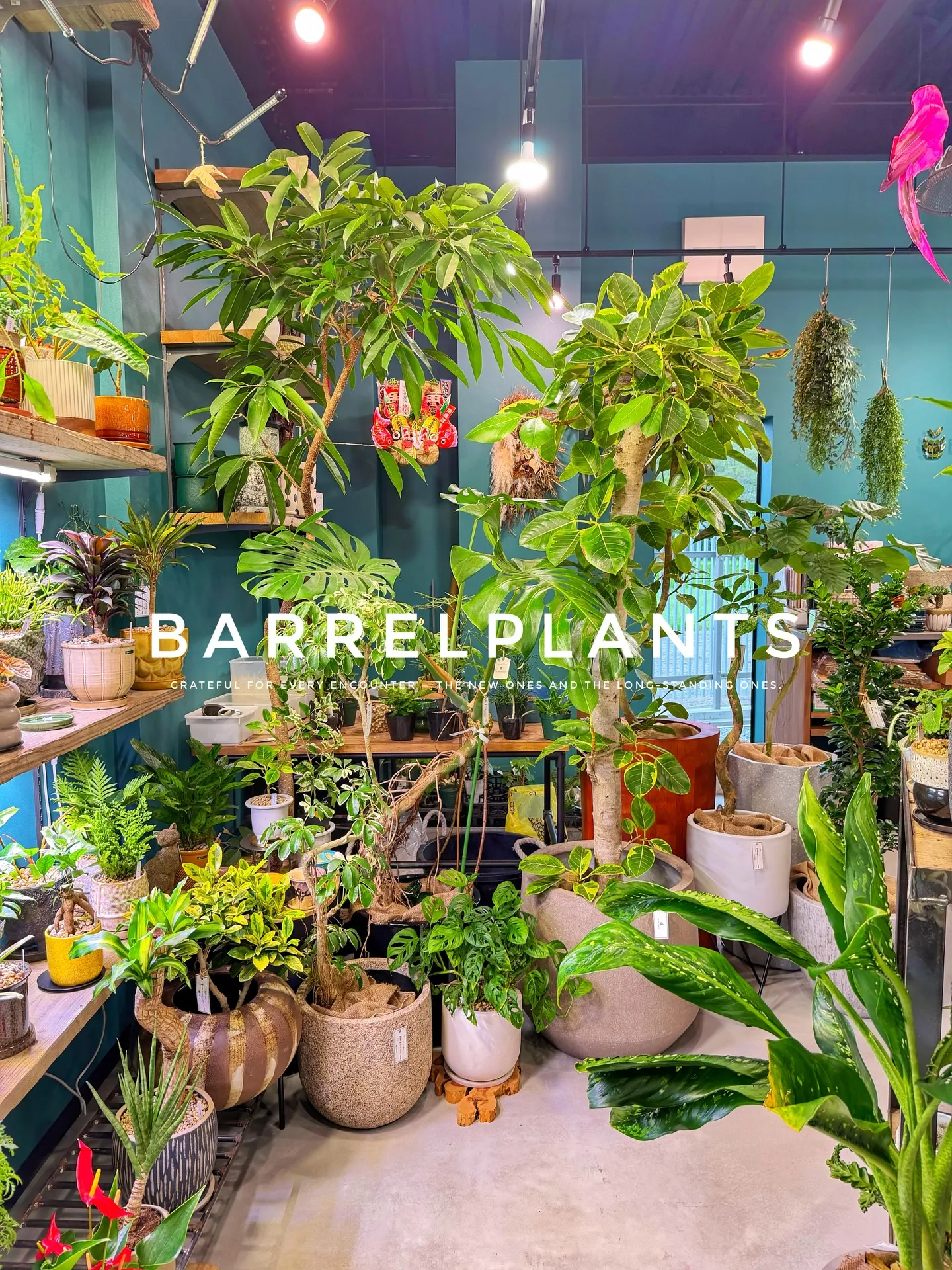 【こだわりの植物とこだわりの鉢のお店、barrelplant...