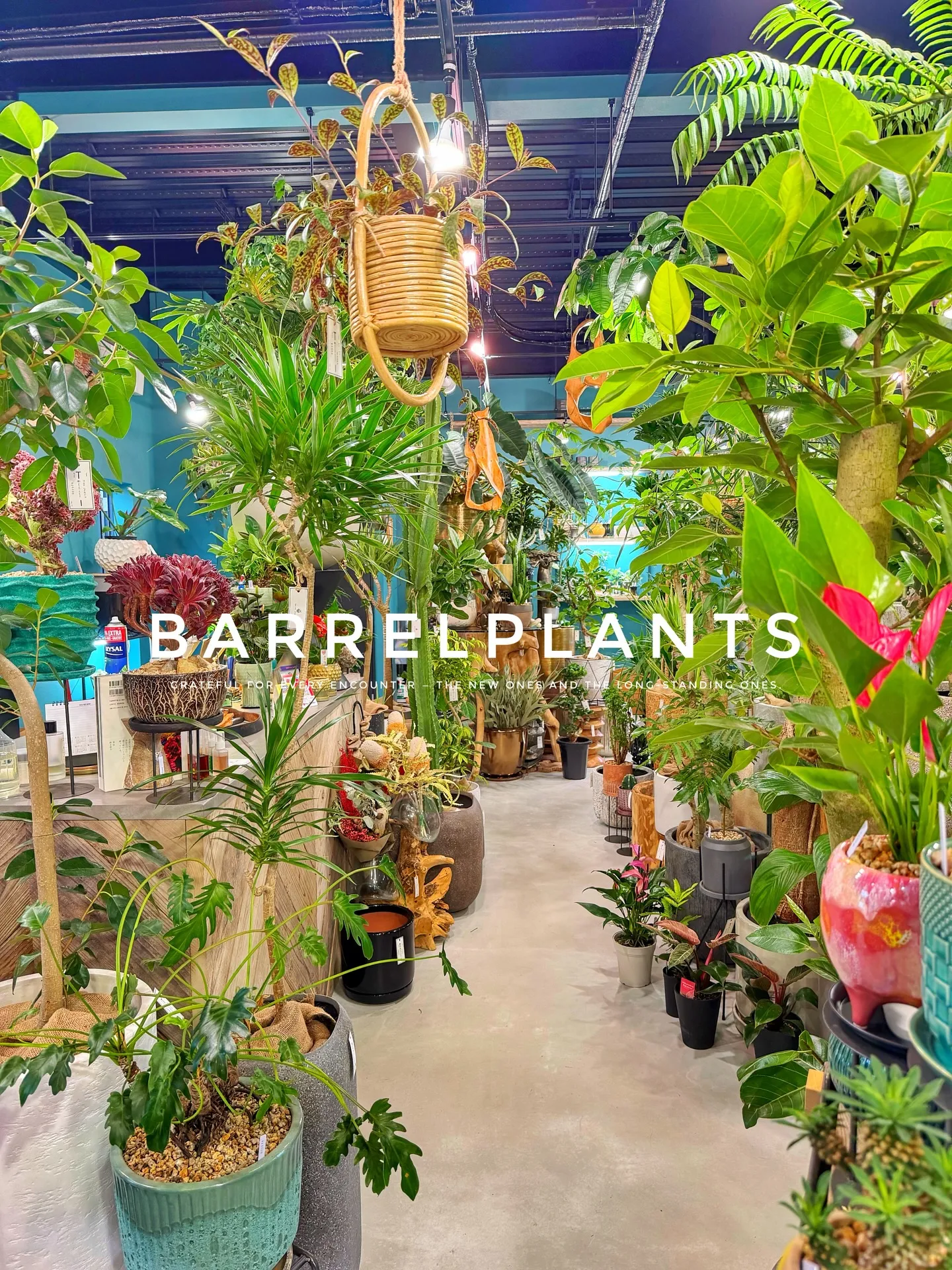 【こだわりの植物とこだわりの鉢のお店、barrelplant...