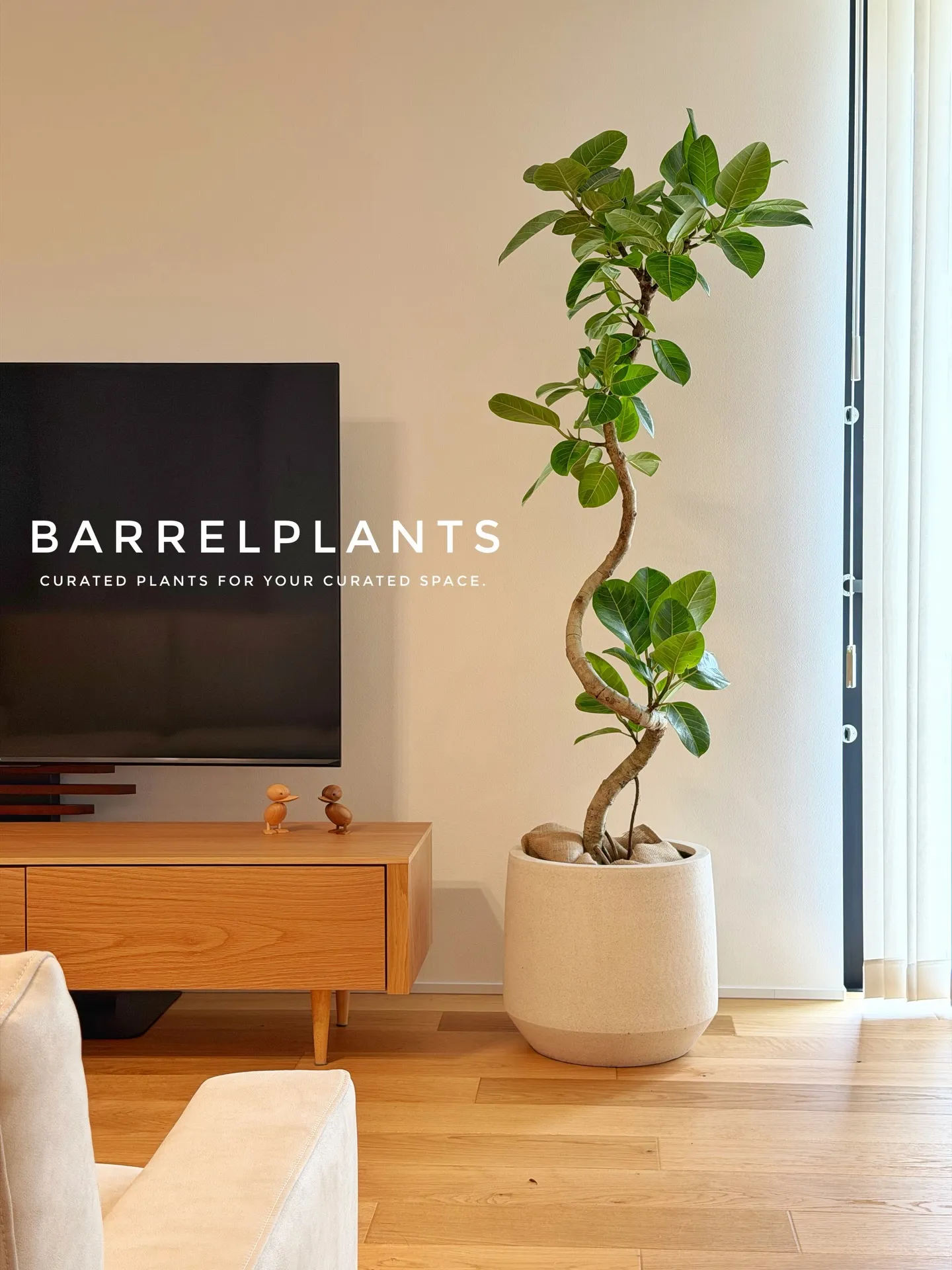 「フィカス・アルテシーマが映える、美しい暮らし。