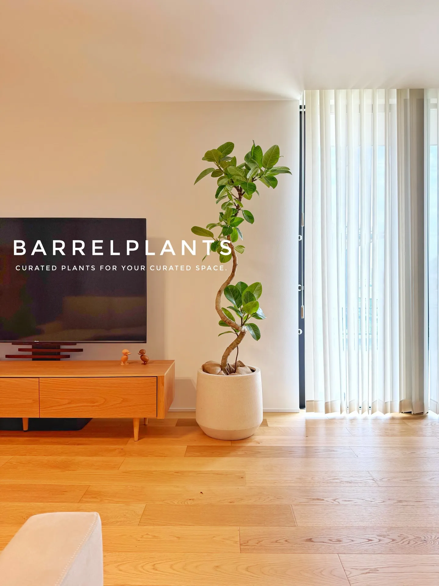 「フィカス・アルテシーマが映える、美しい暮らし。