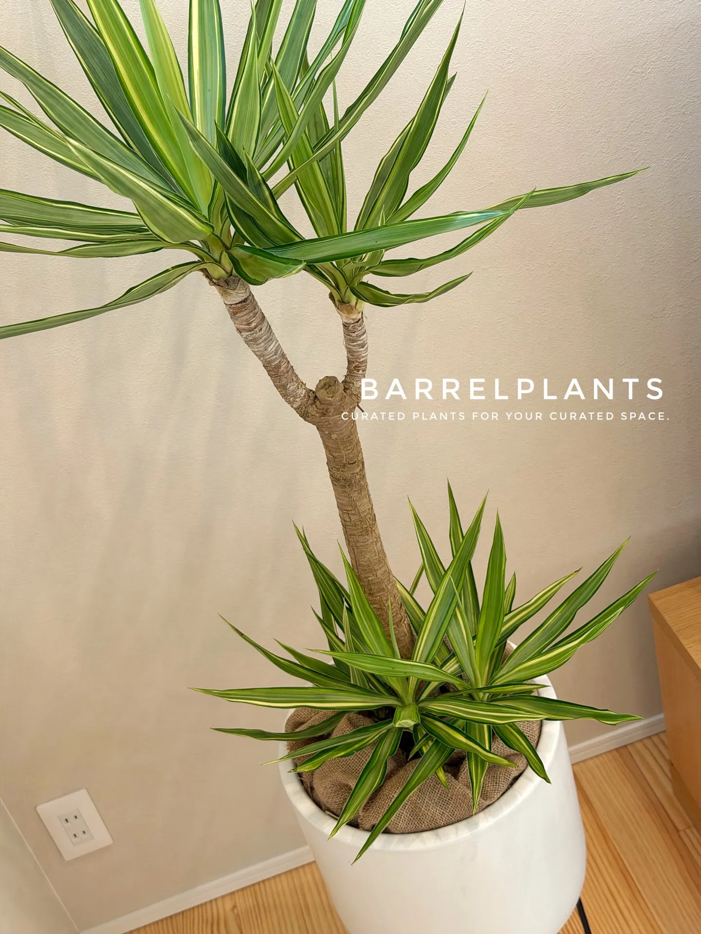 「フィカス・アルテシーマが映える、美しい暮らし。