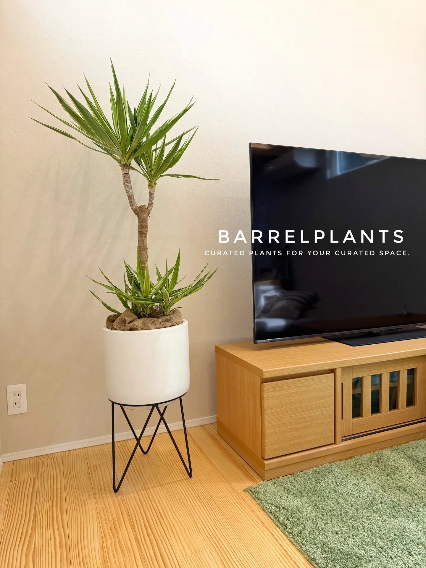 「フィカス・アルテシーマが映える、美しい暮らし。