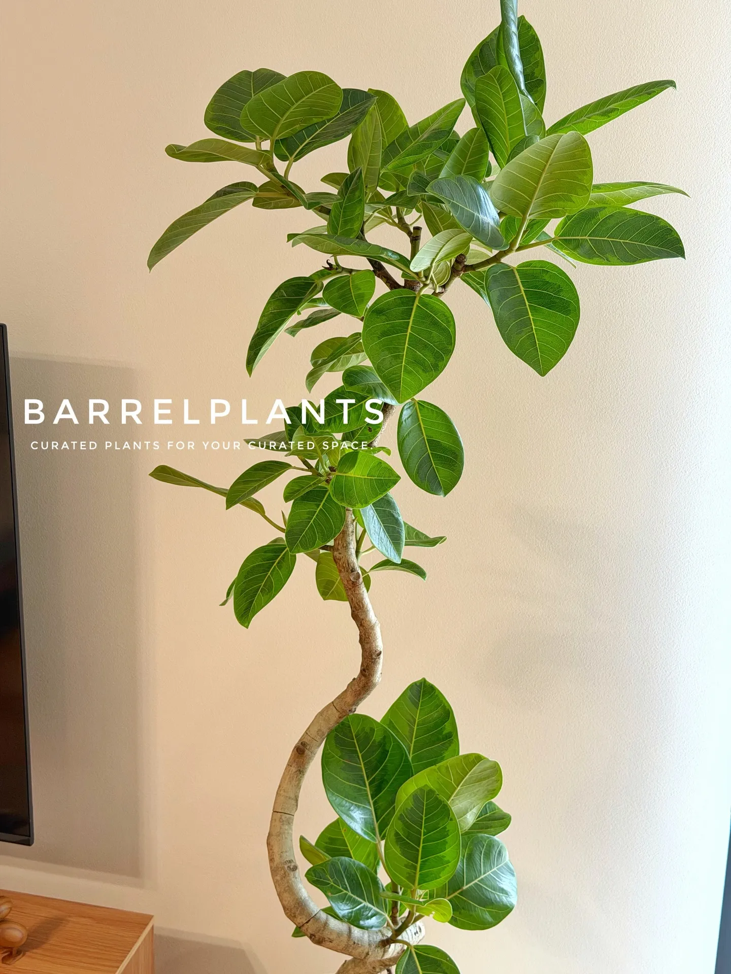 「フィカス・アルテシーマが映える、美しい暮らし。