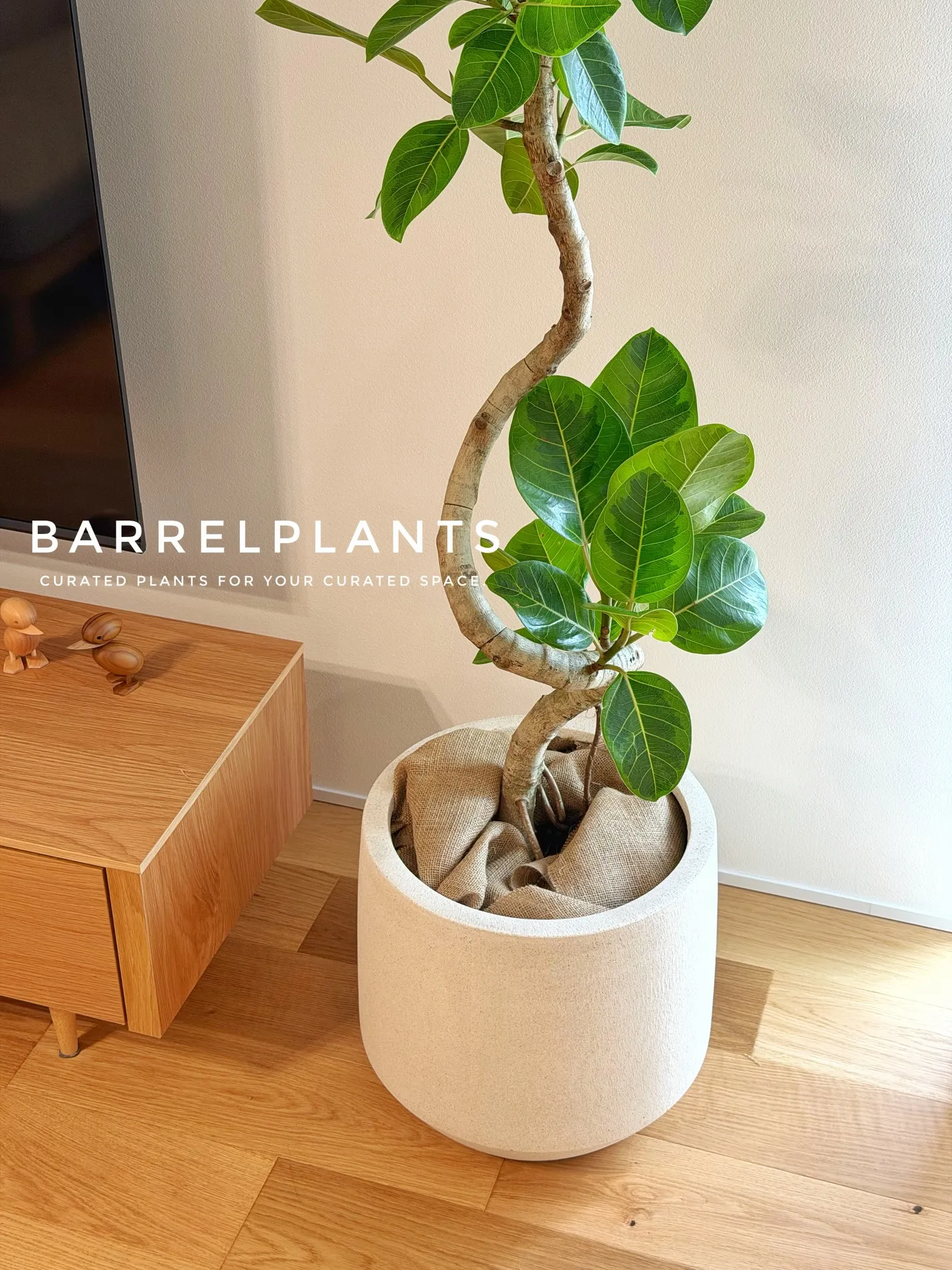 「フィカス・アルテシーマが映える、美しい暮らし。