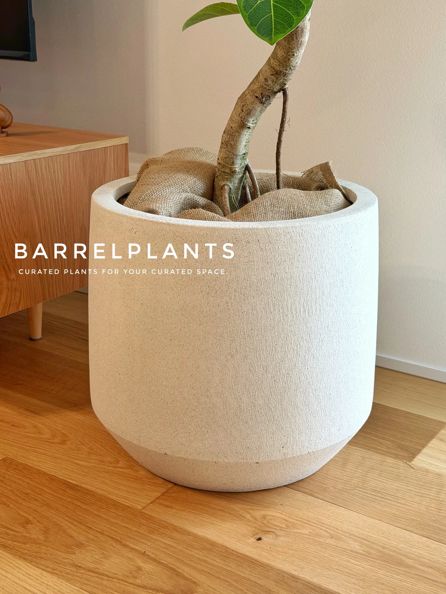 「フィカス・アルテシーマが映える、美しい暮らし。