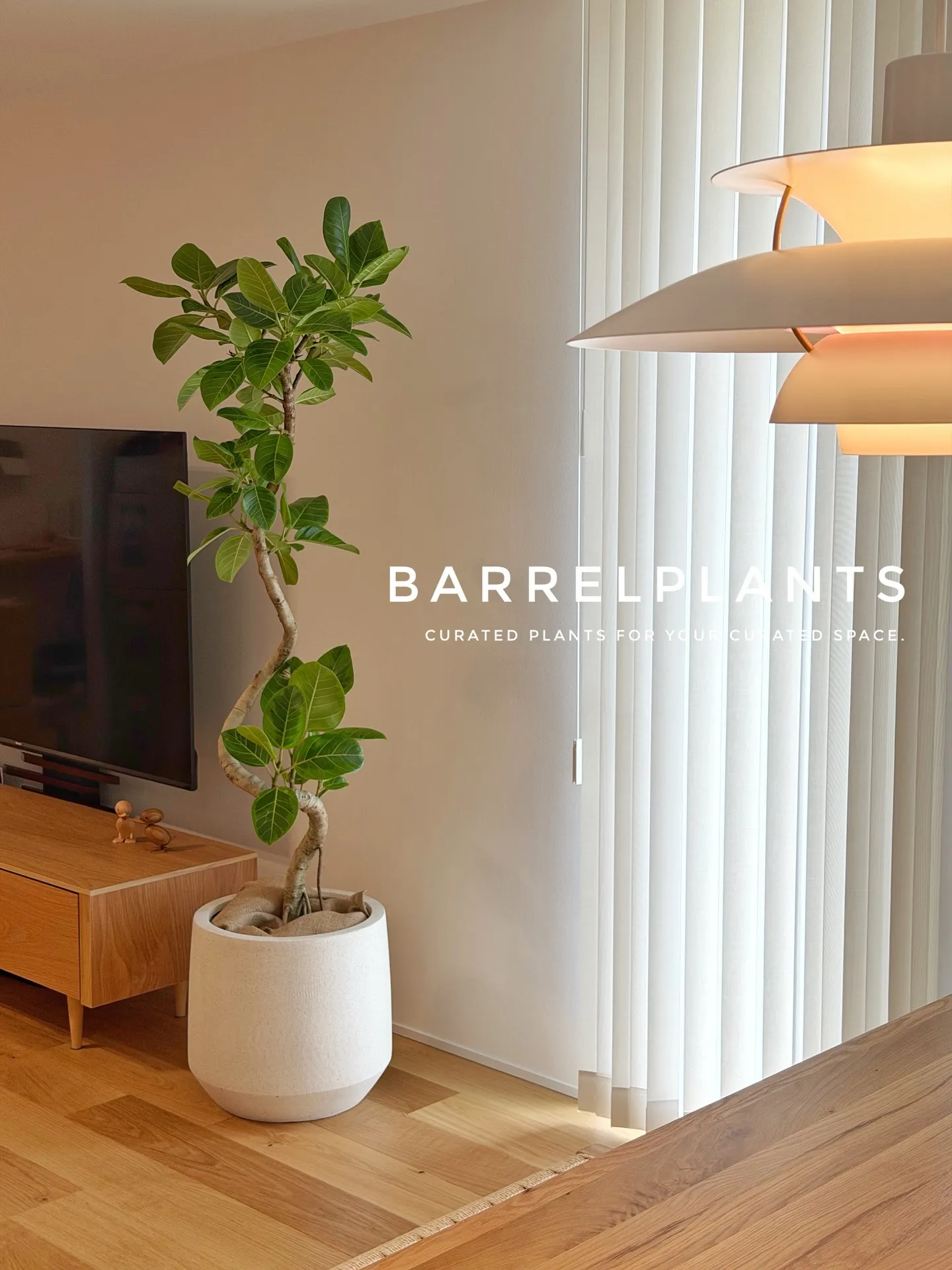 「フィカス・アルテシーマが映える、美しい暮らし。