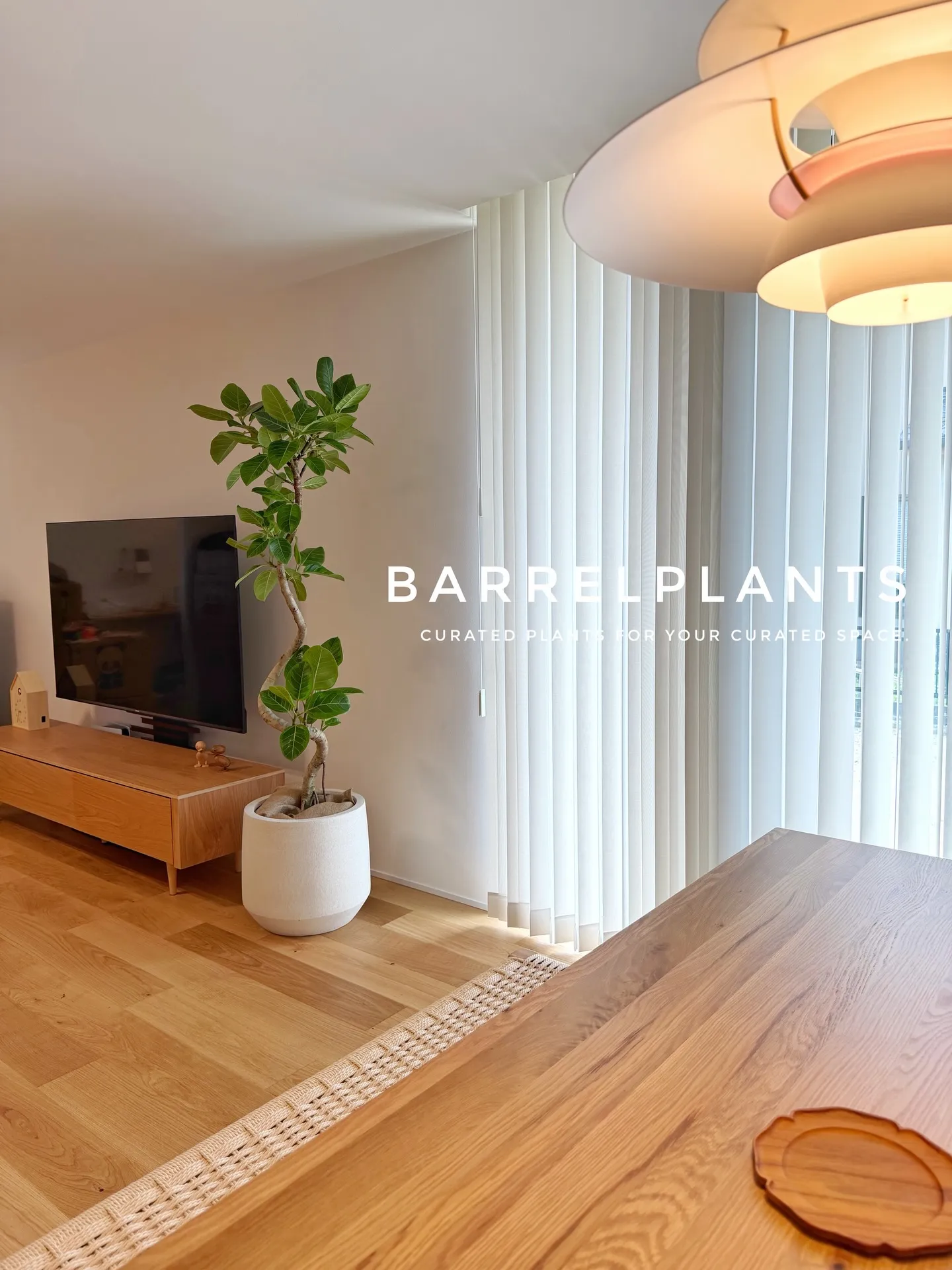 「フィカス・アルテシーマが映える、美しい暮らし。