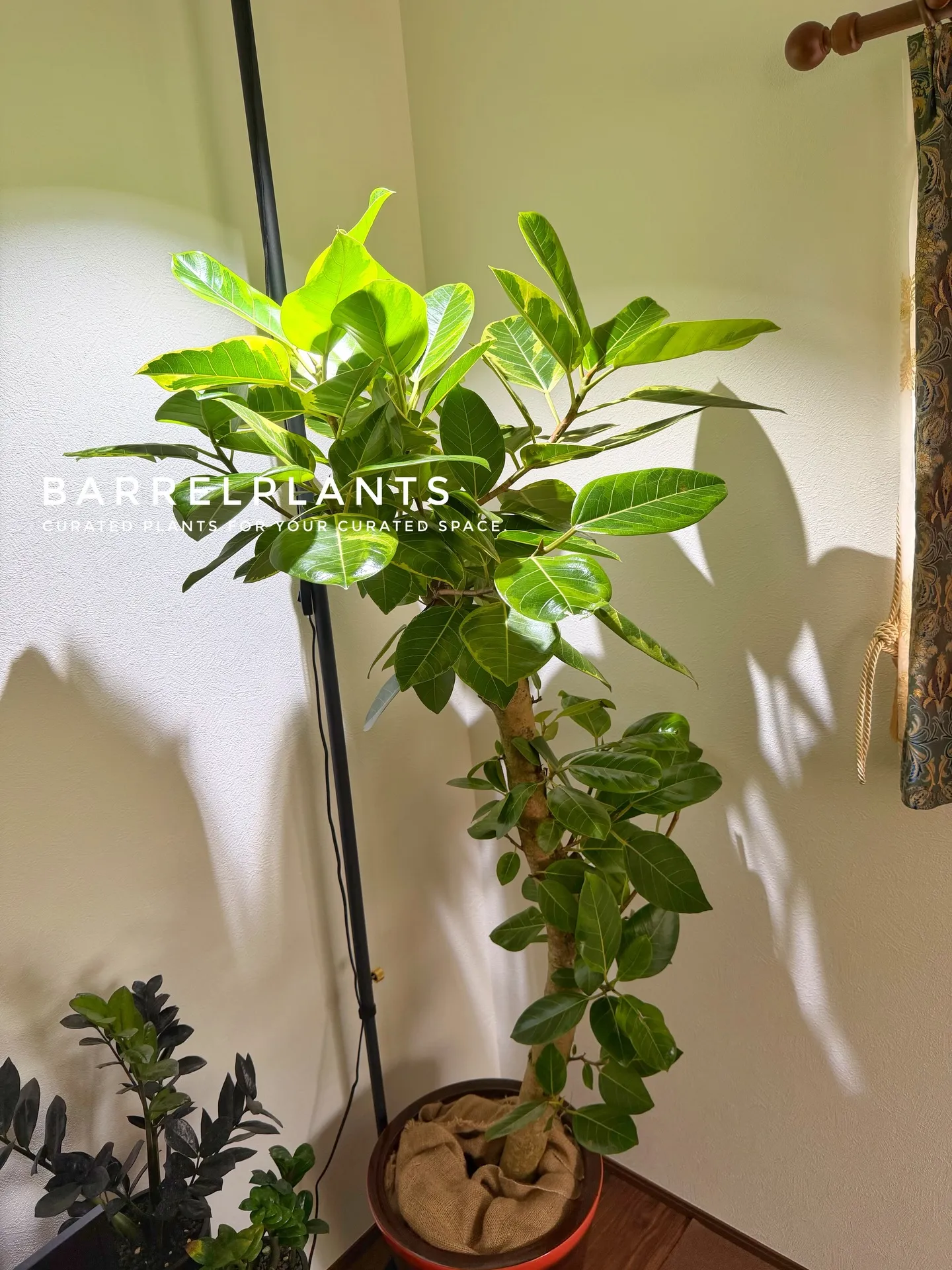 「フィカス・アルテシーマが映える、美しい暮らし。