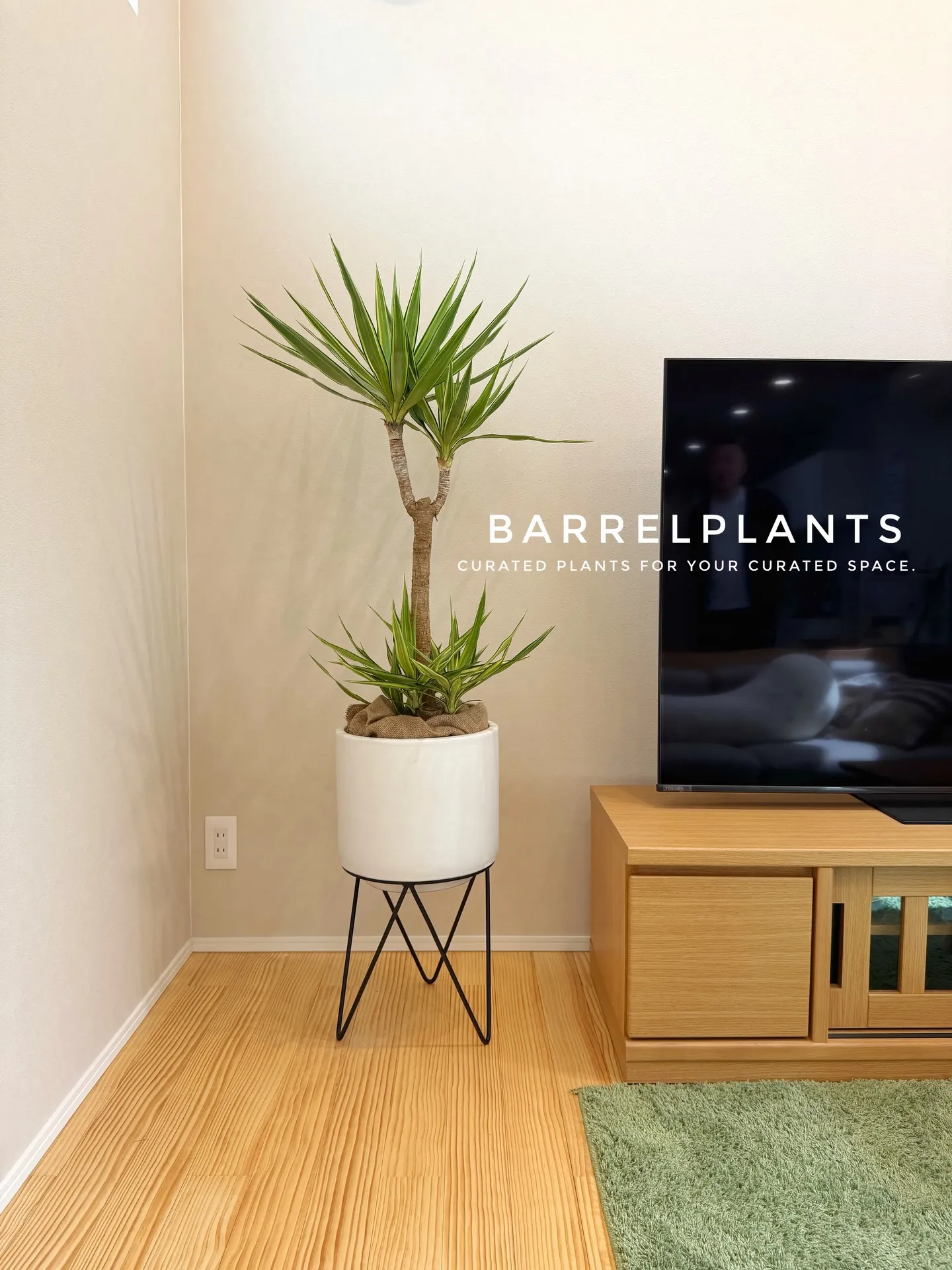 「フィカス・アルテシーマが映える、美しい暮らし。