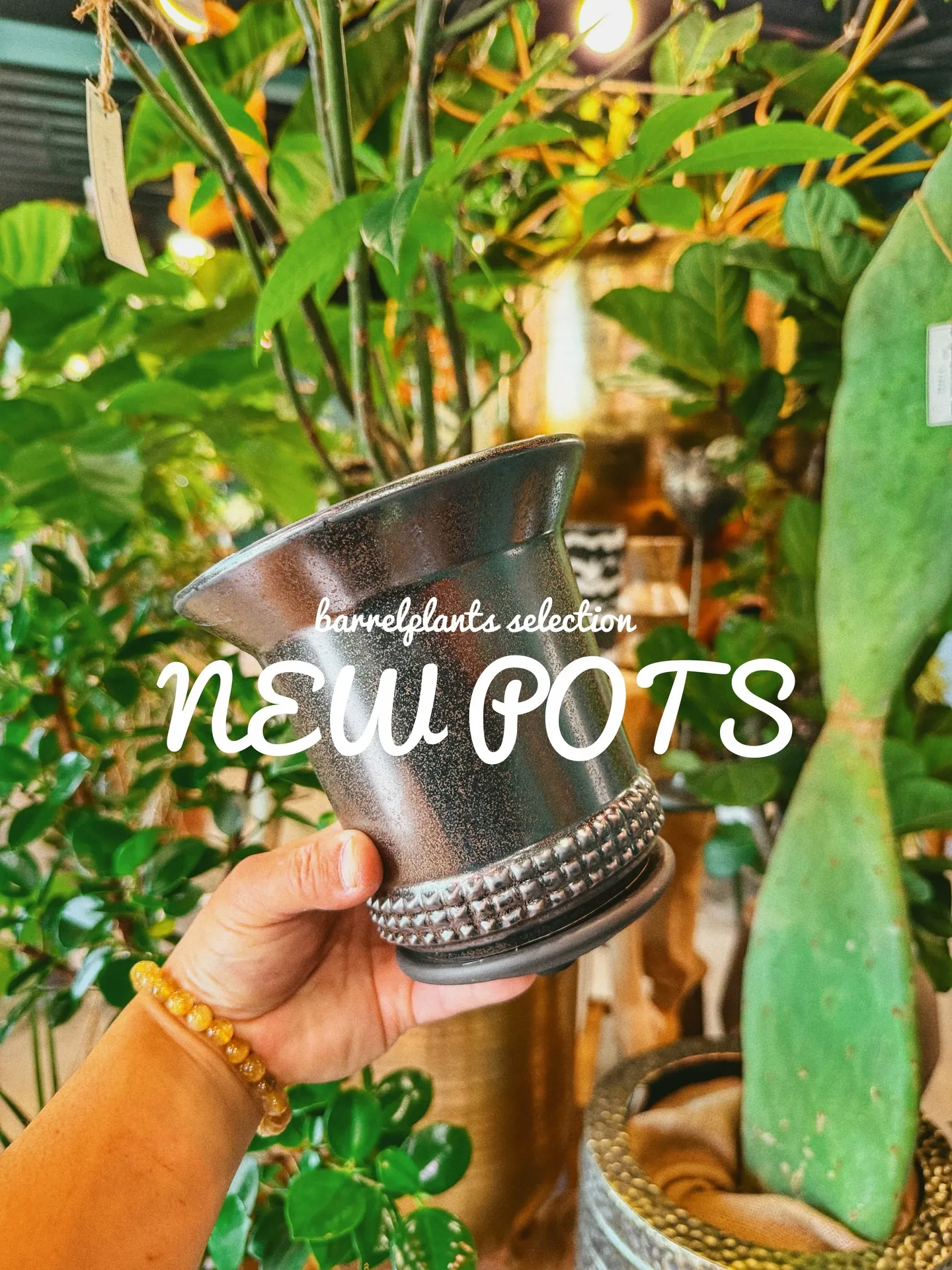 「植物より先に、鉢で惚れるやつ。