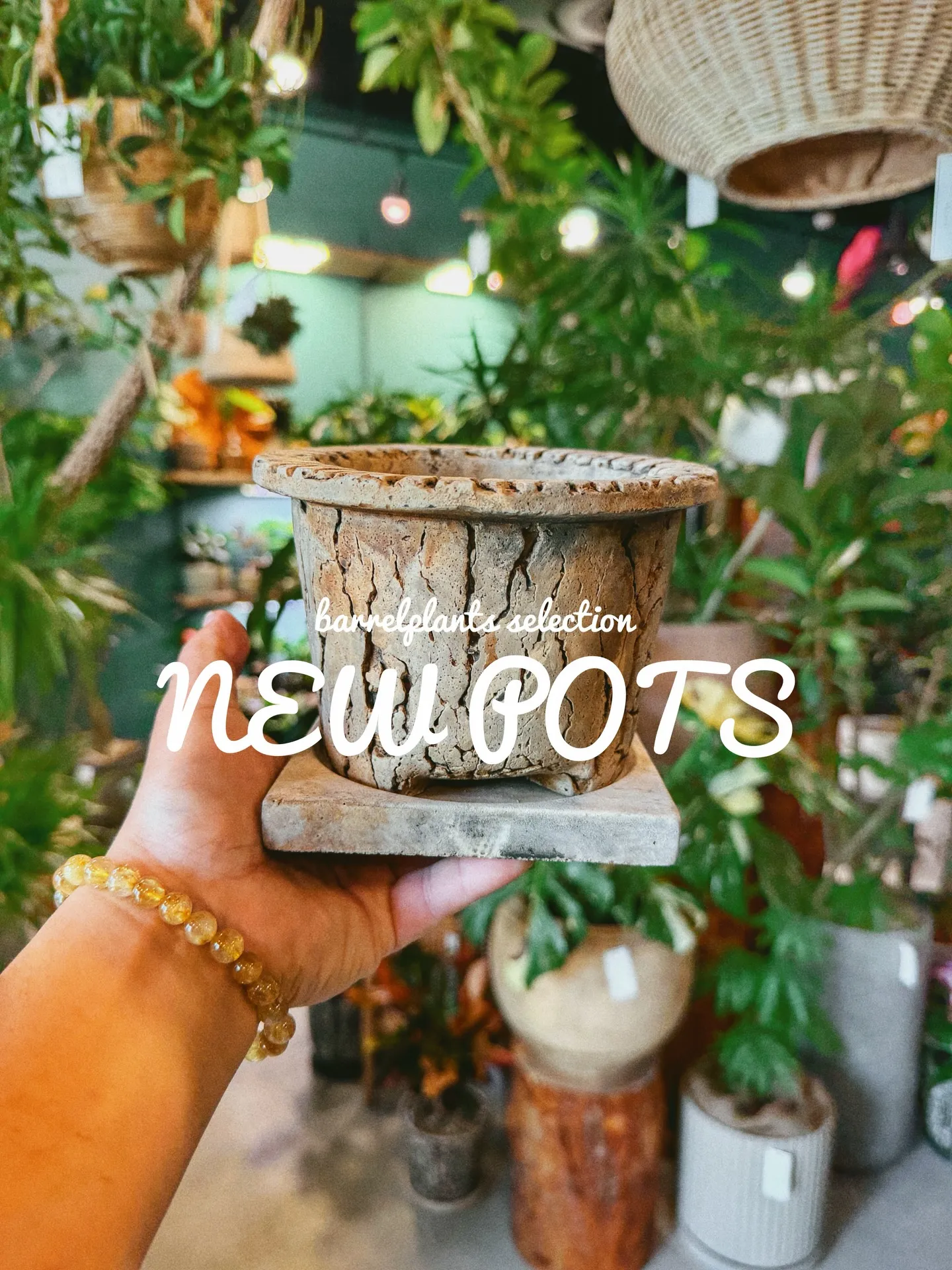 「植物より先に、鉢で惚れるやつ。