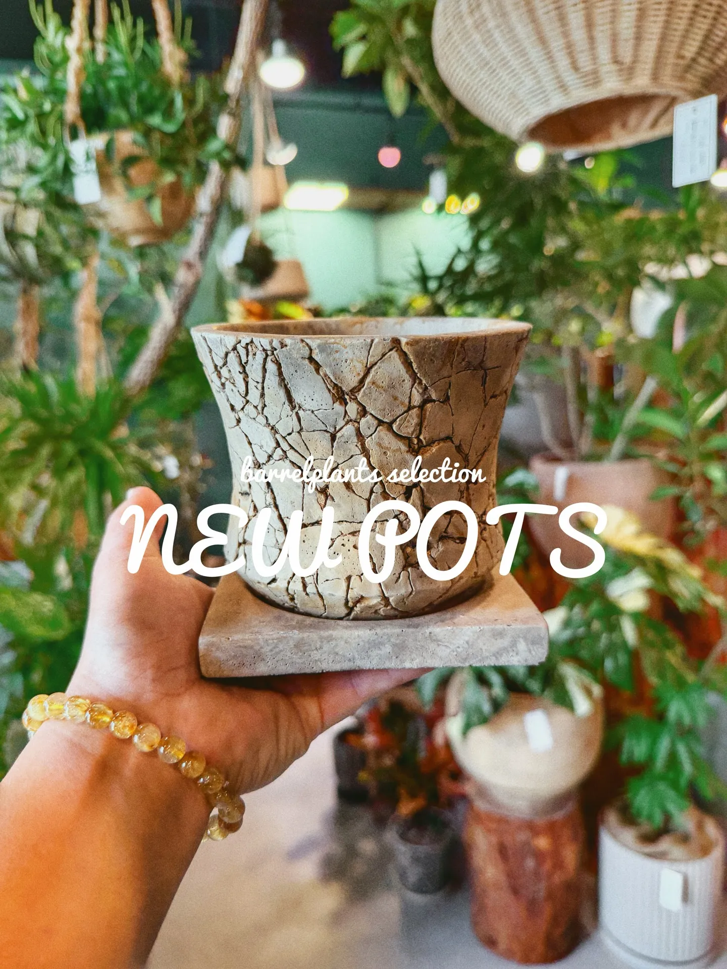 「植物より先に、鉢で惚れるやつ。