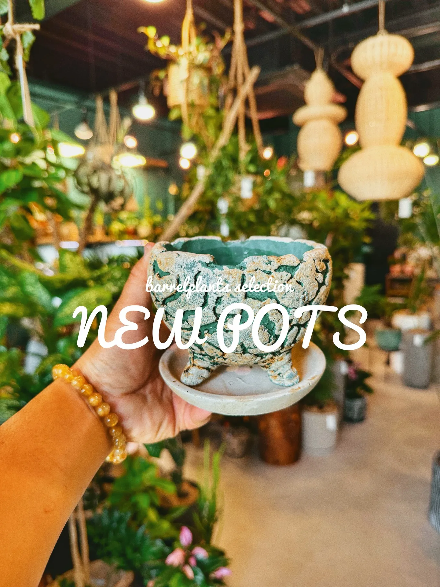 「植物より先に、鉢で惚れるやつ。