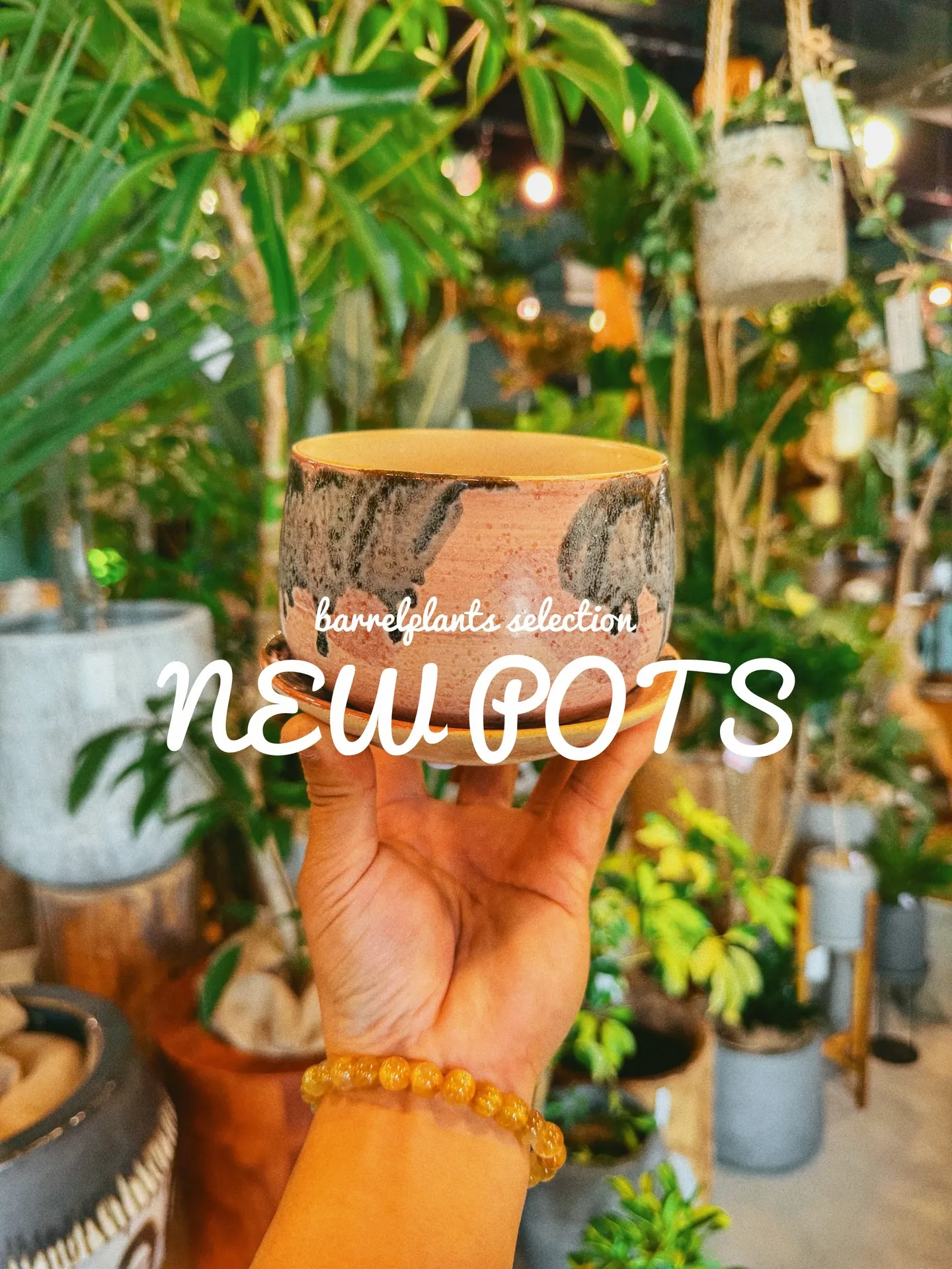 「植物より先に、鉢で惚れるやつ。