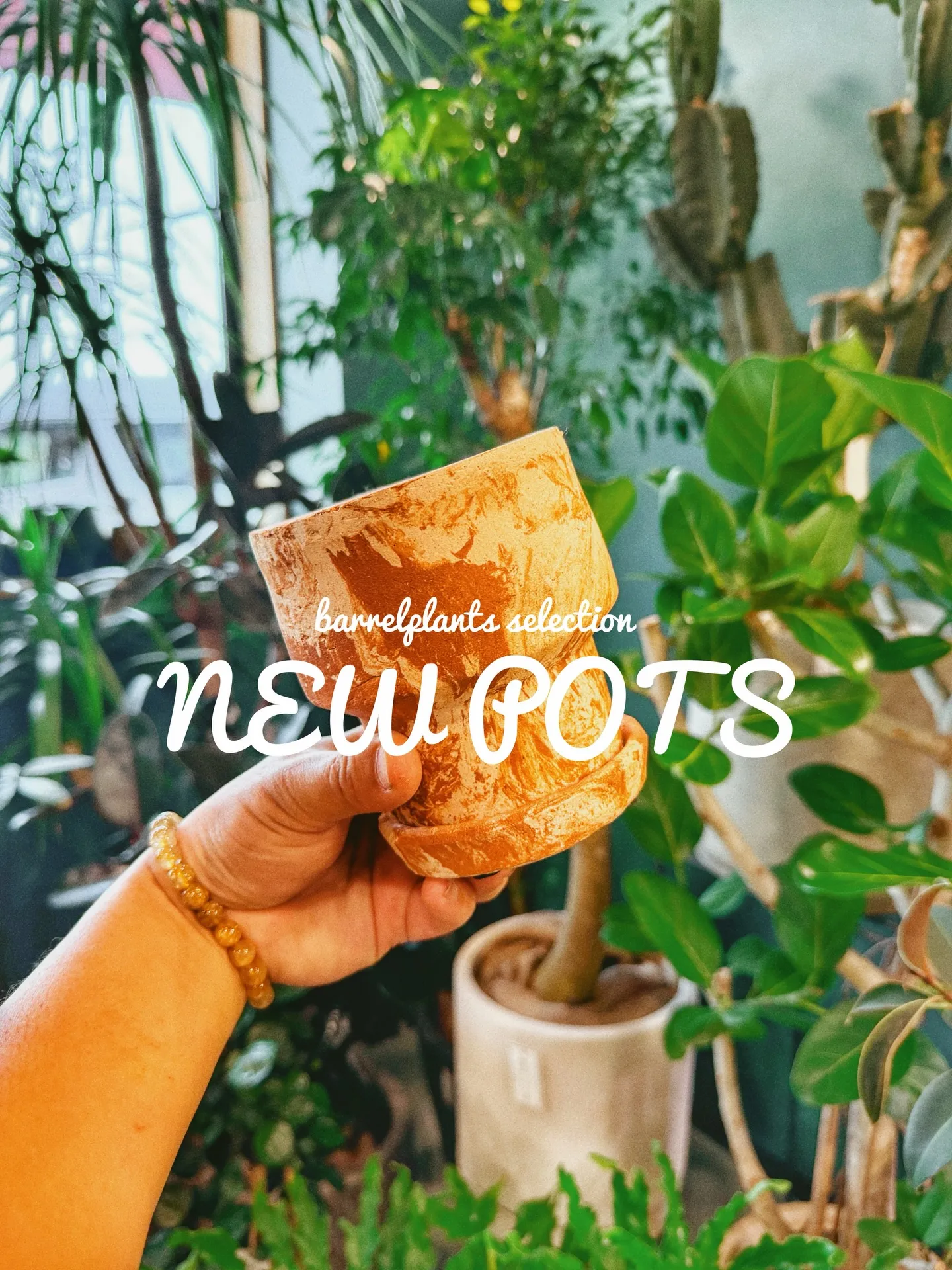 「植物より先に、鉢で惚れるやつ。