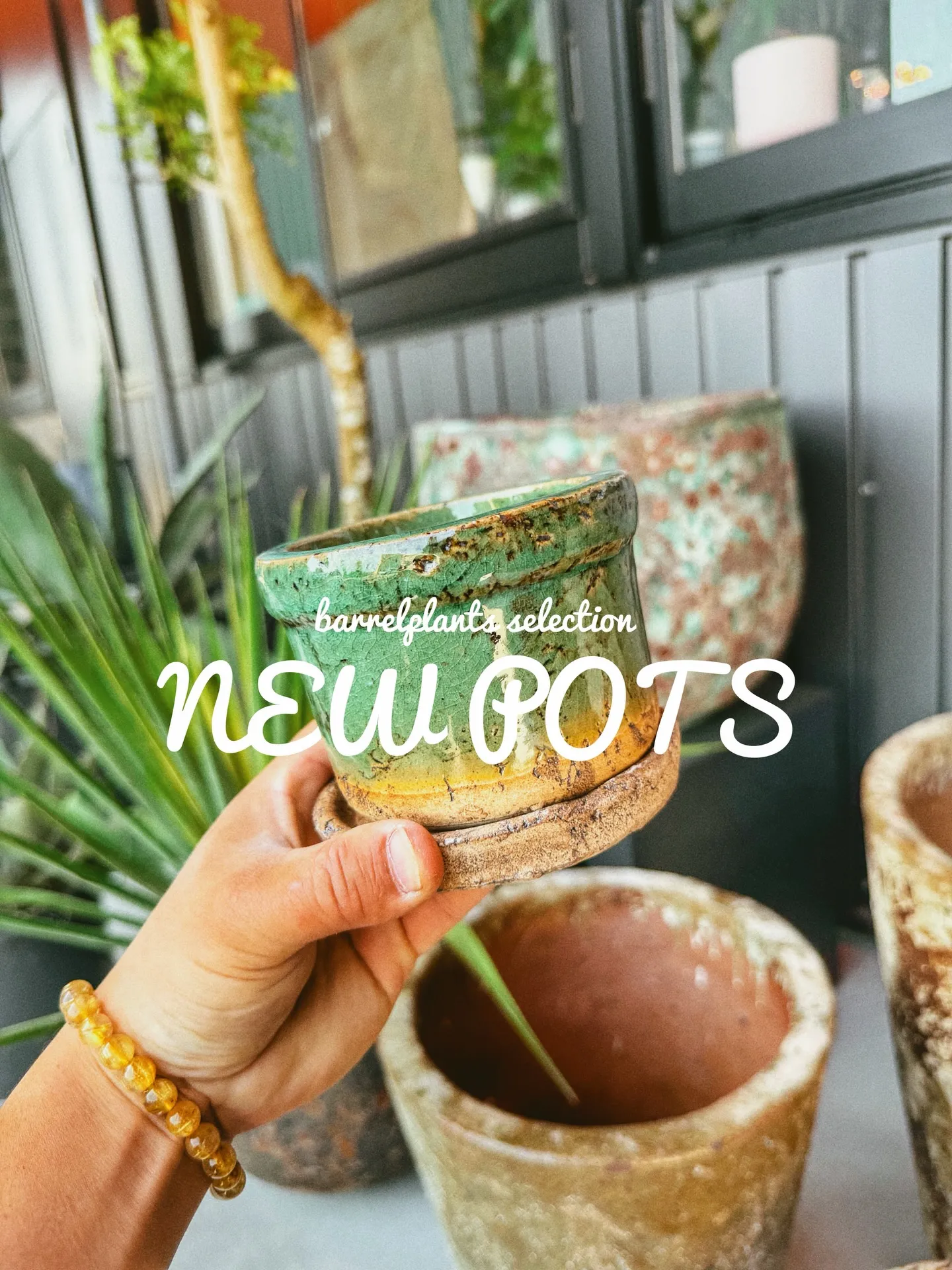 「植物より先に、鉢で惚れるやつ。