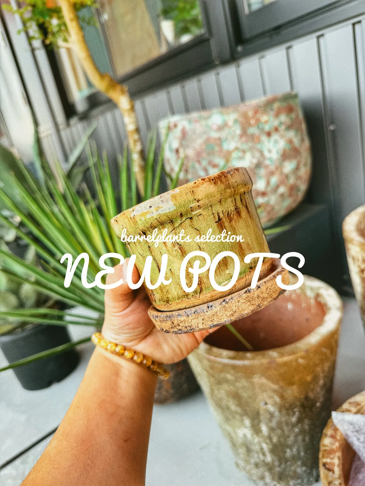 「植物より先に、鉢で惚れるやつ。