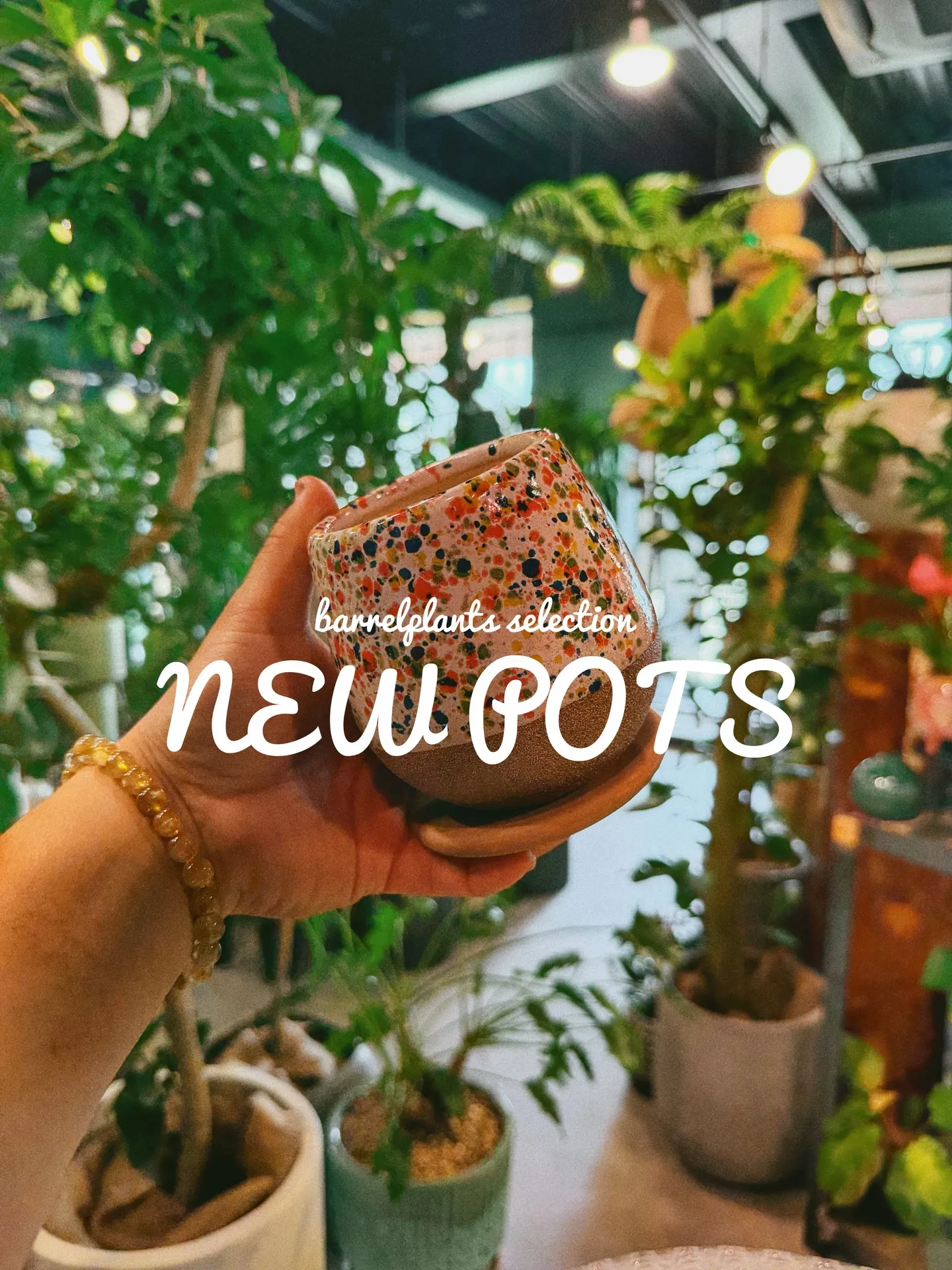 「植物より先に、鉢で惚れるやつ。