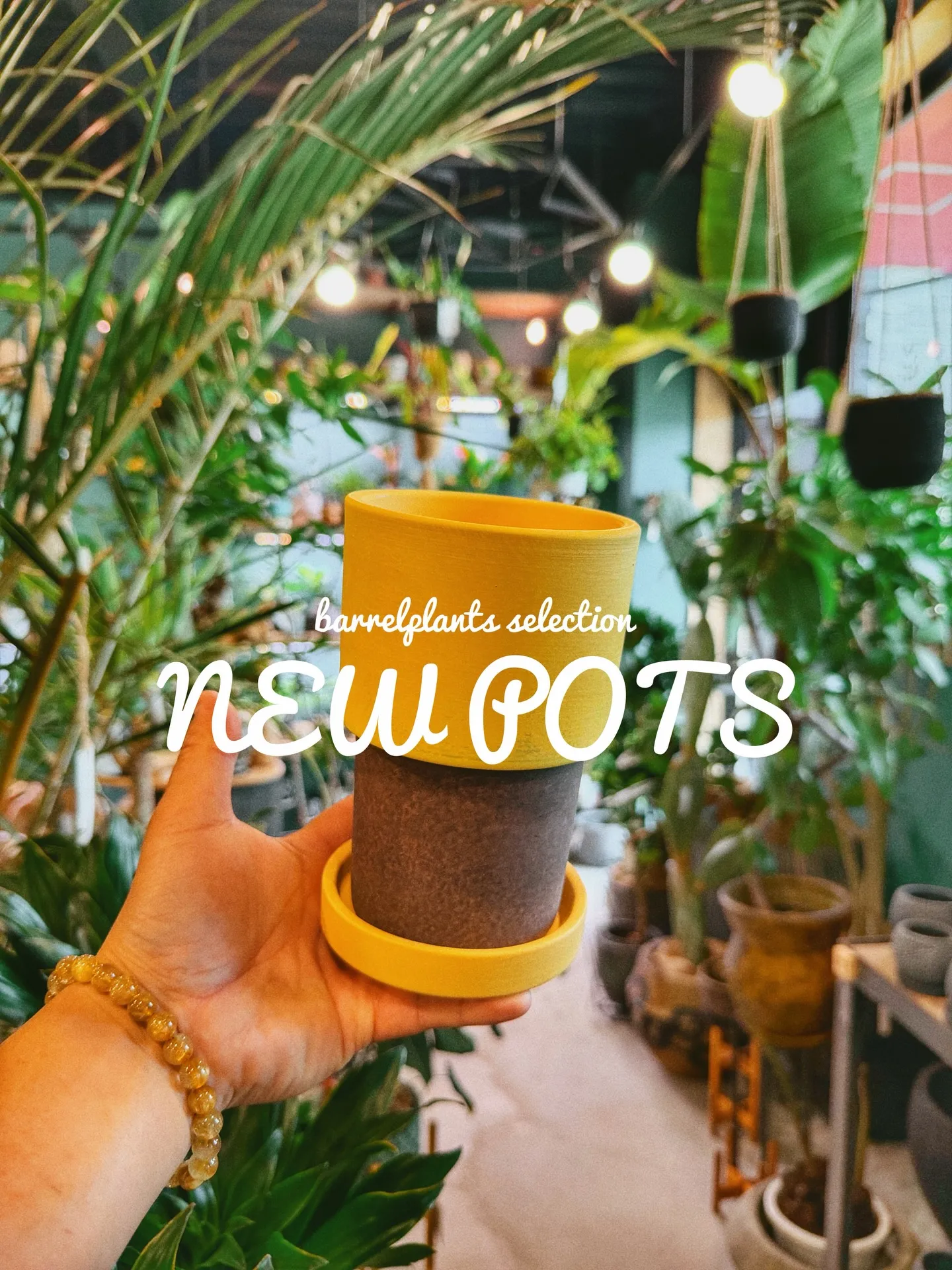 「植物より先に、鉢で惚れるやつ。