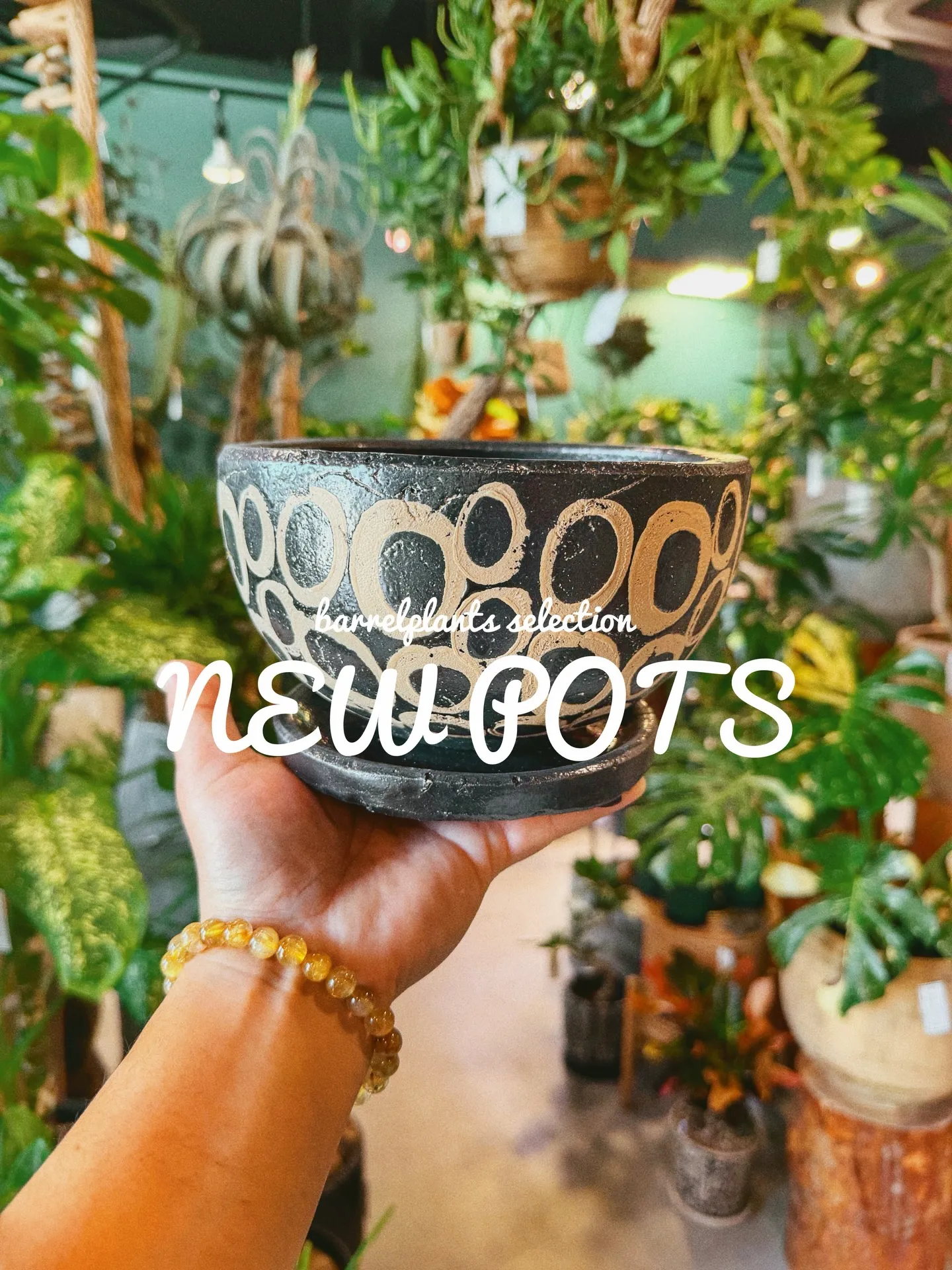 「植物より先に、鉢で惚れるやつ。