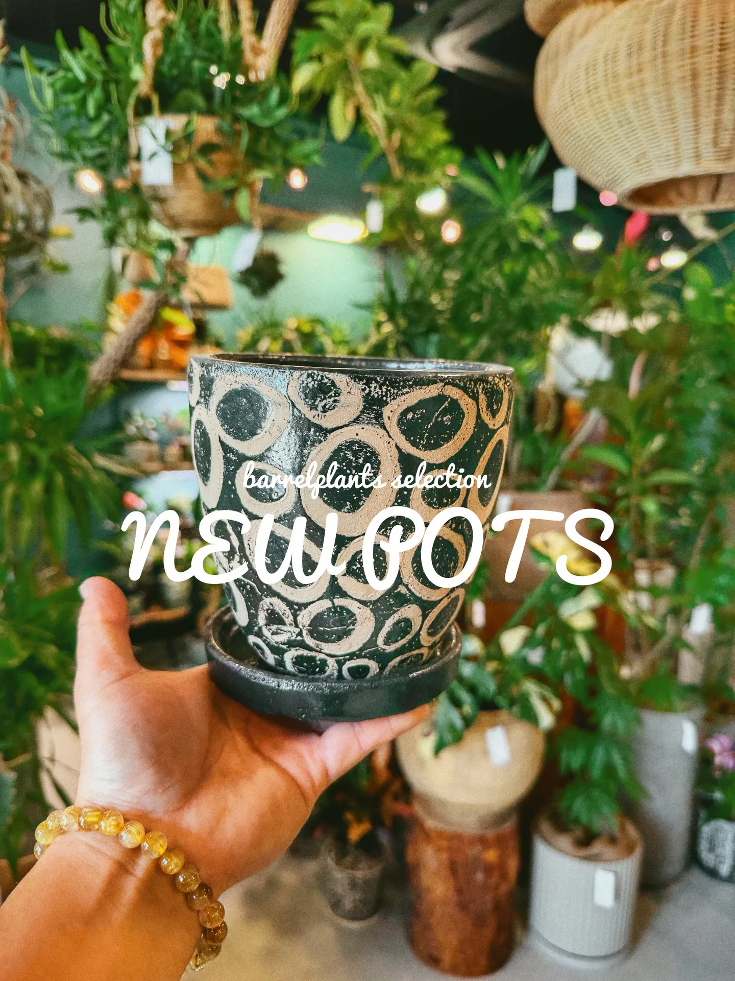 「植物より先に、鉢で惚れるやつ。