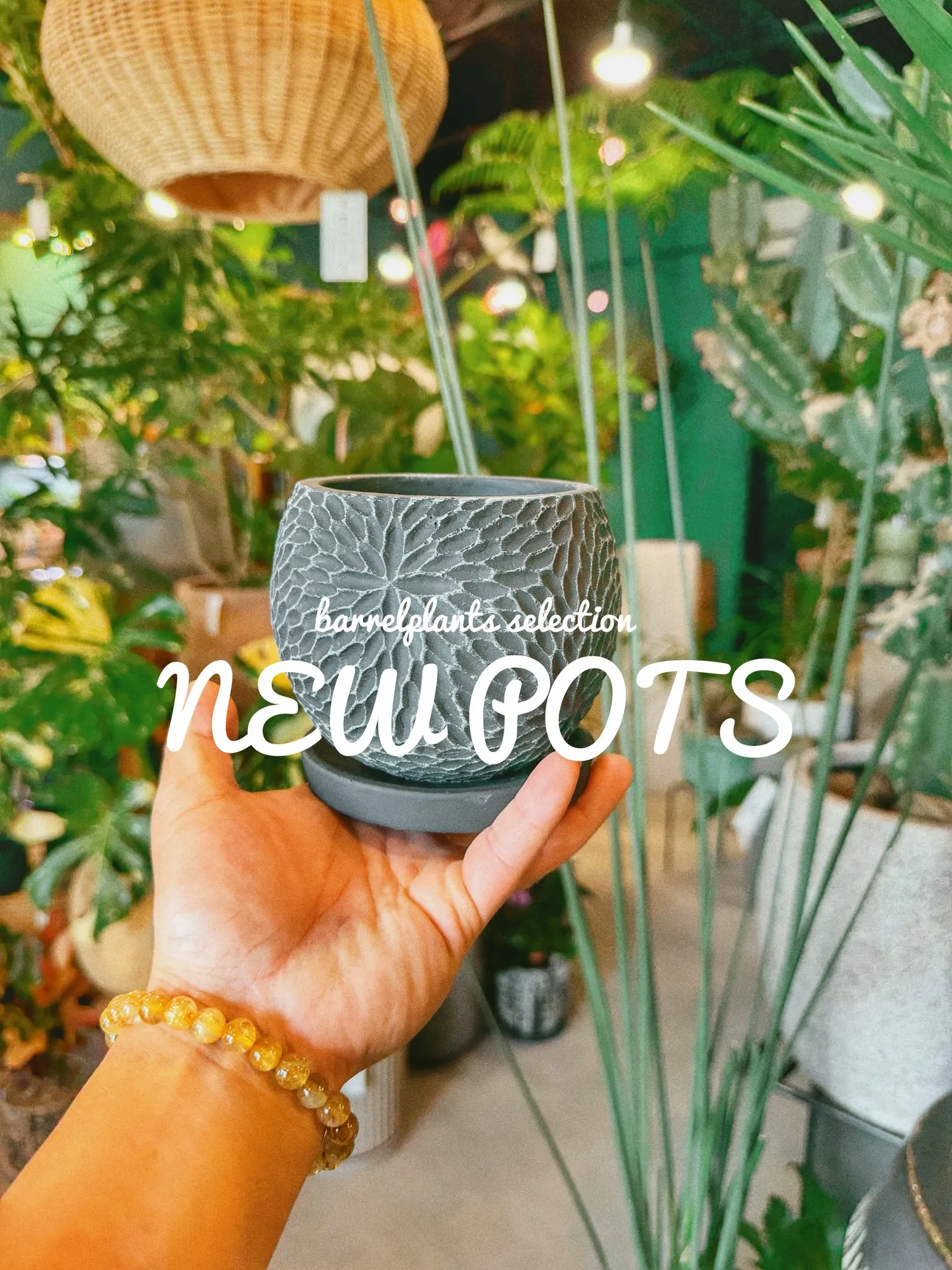 「植物より先に、鉢で惚れるやつ。