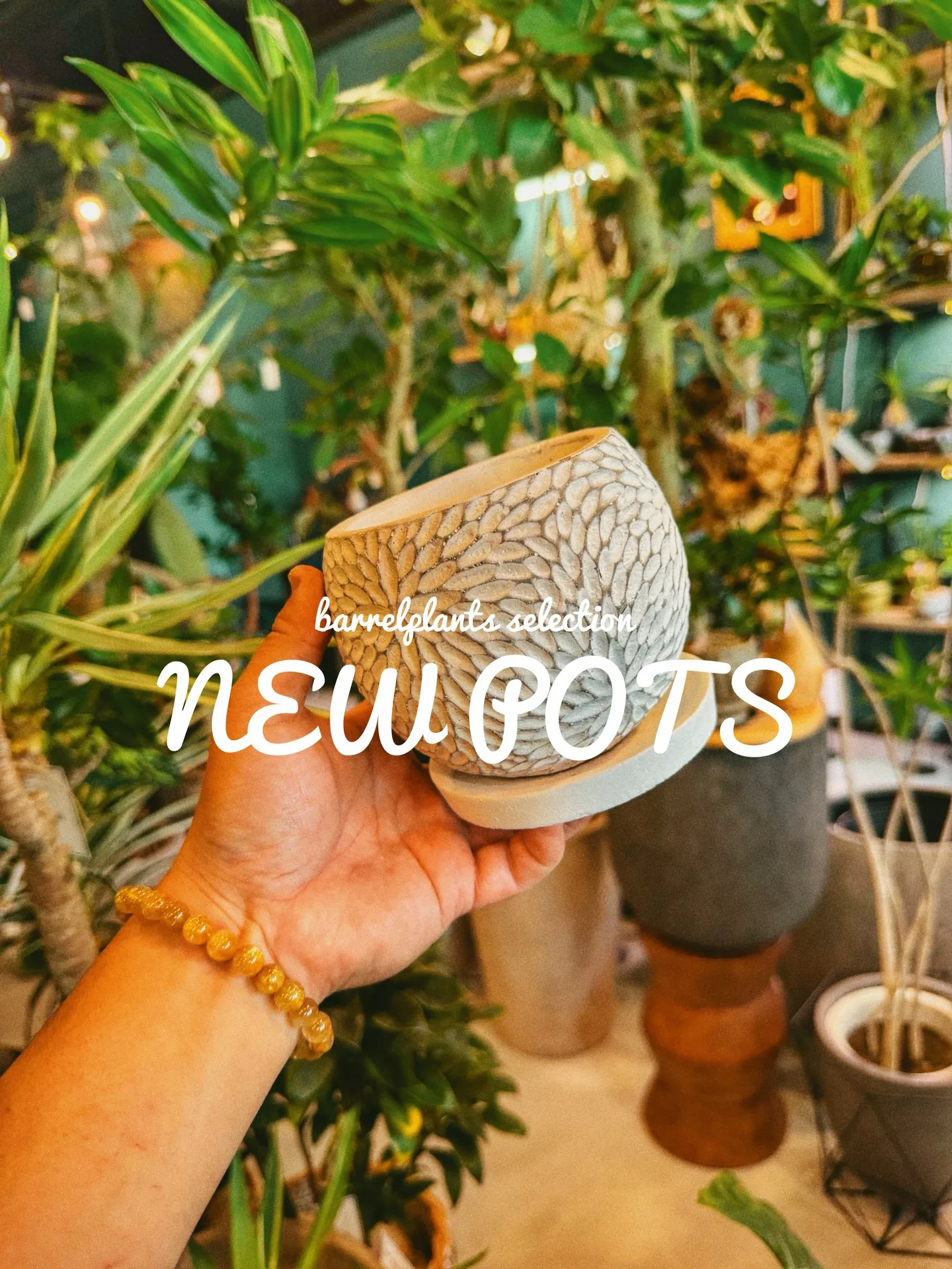 「植物より先に、鉢で惚れるやつ。