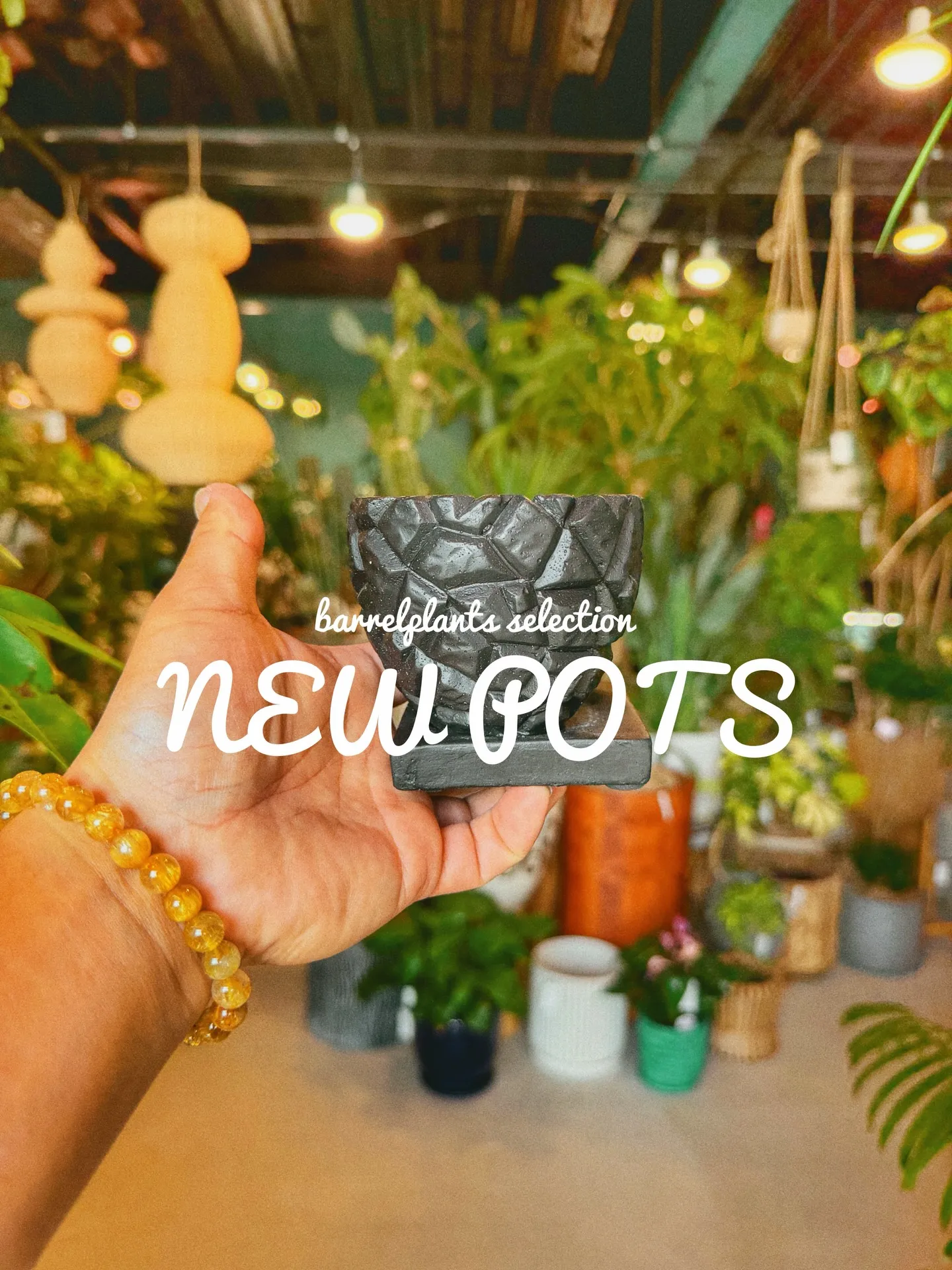 「植物より先に、鉢で惚れるやつ。