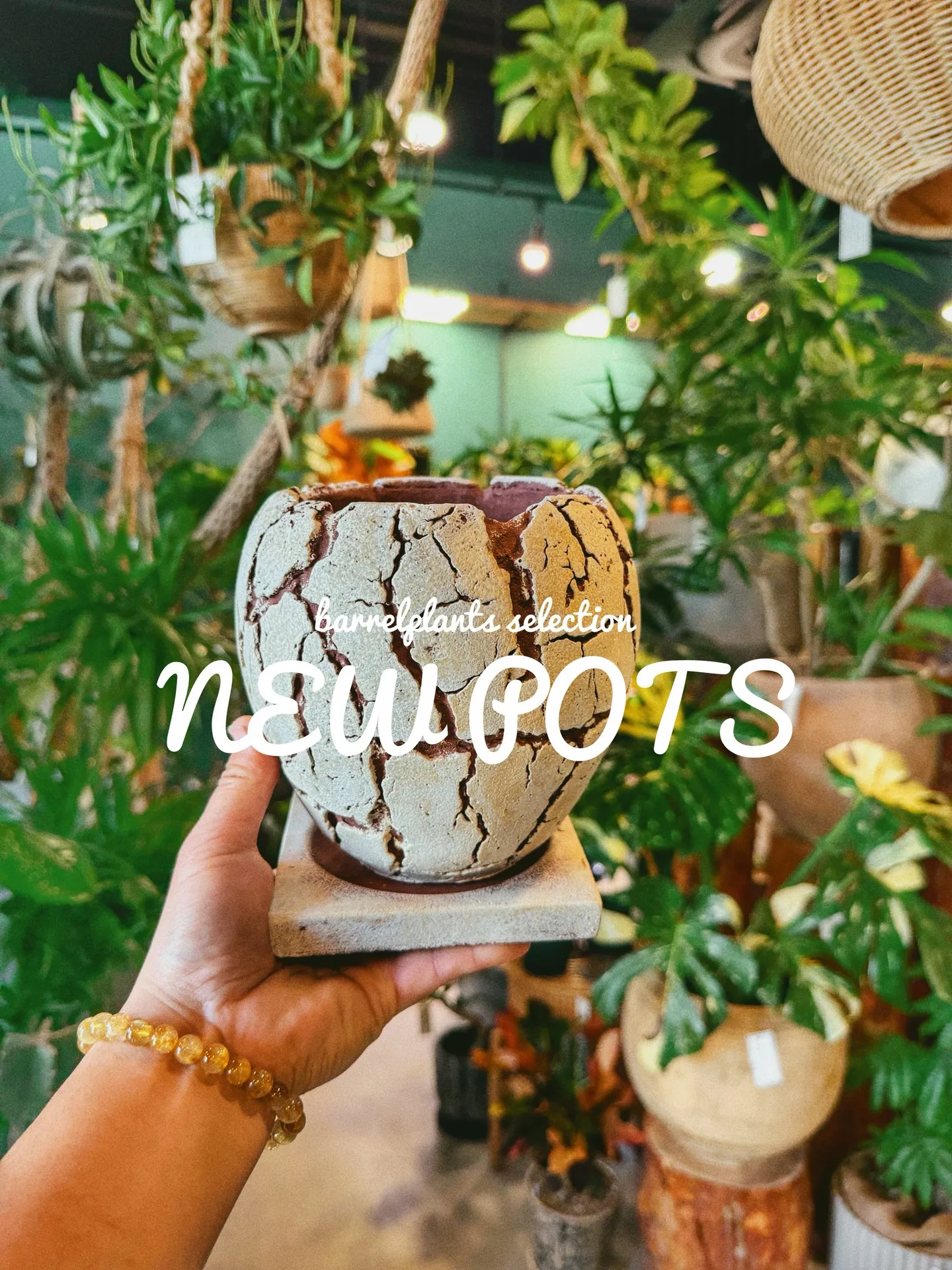 「植物より先に、鉢で惚れるやつ。