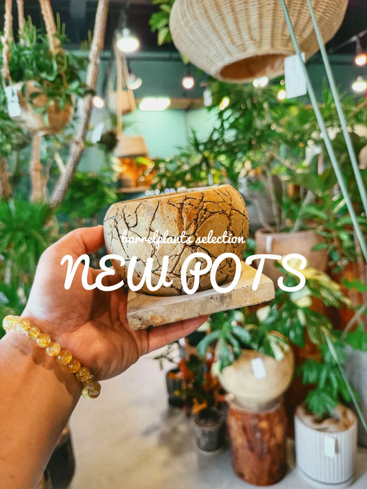 「植物より先に、鉢で惚れるやつ。