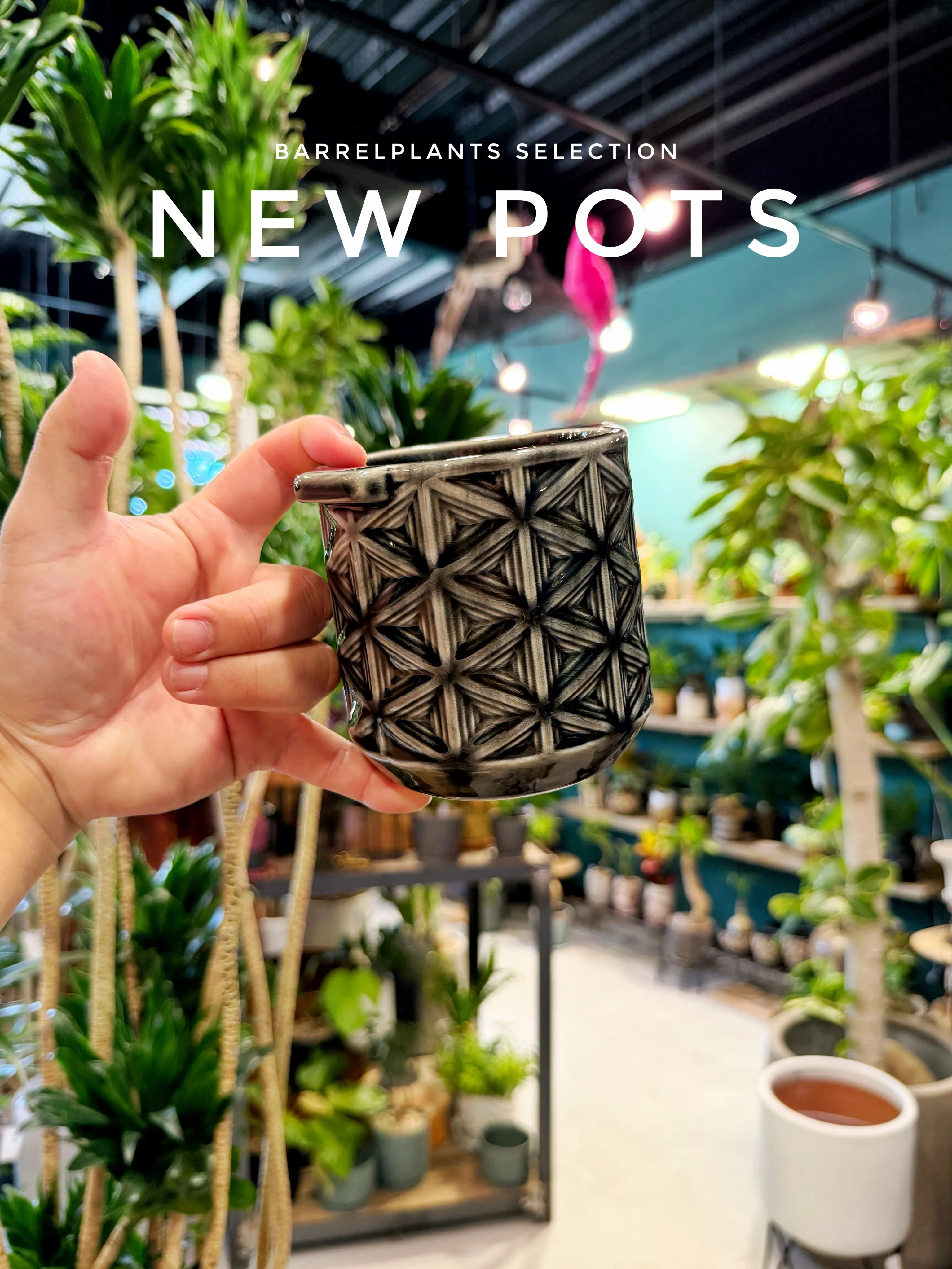BARRELPLANTS 来店スナップ – Today’s ...