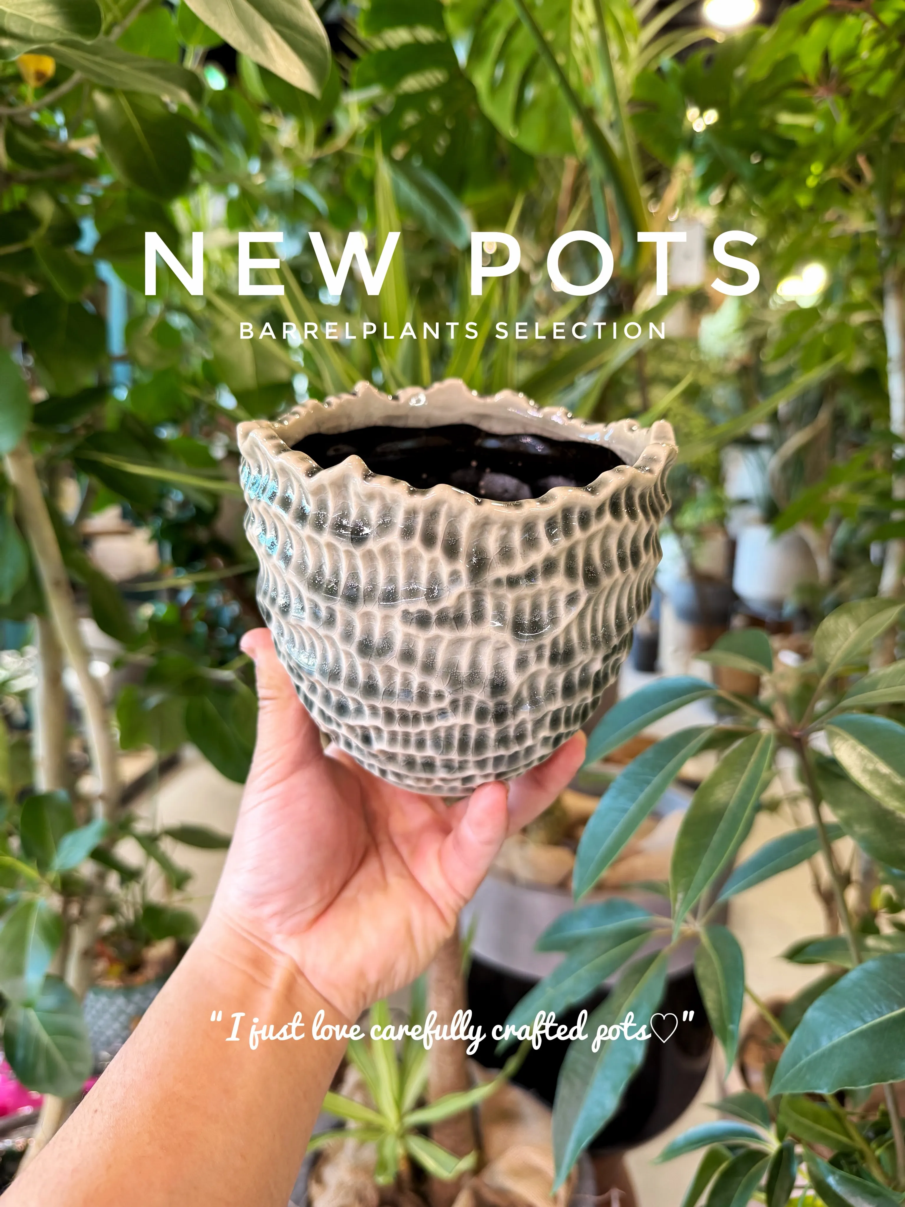 ✨新作鉢、入荷。