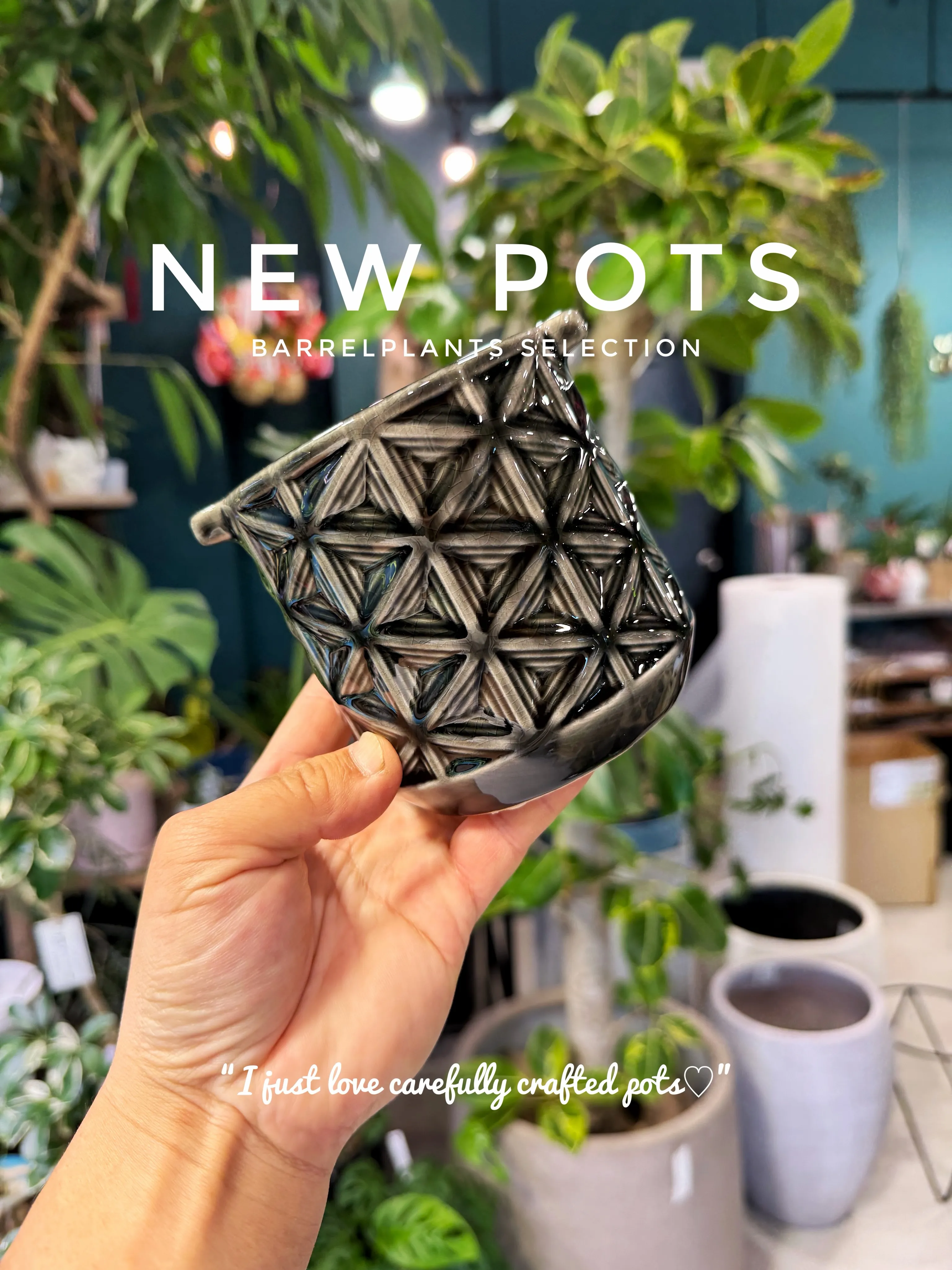✨新作鉢、入荷。