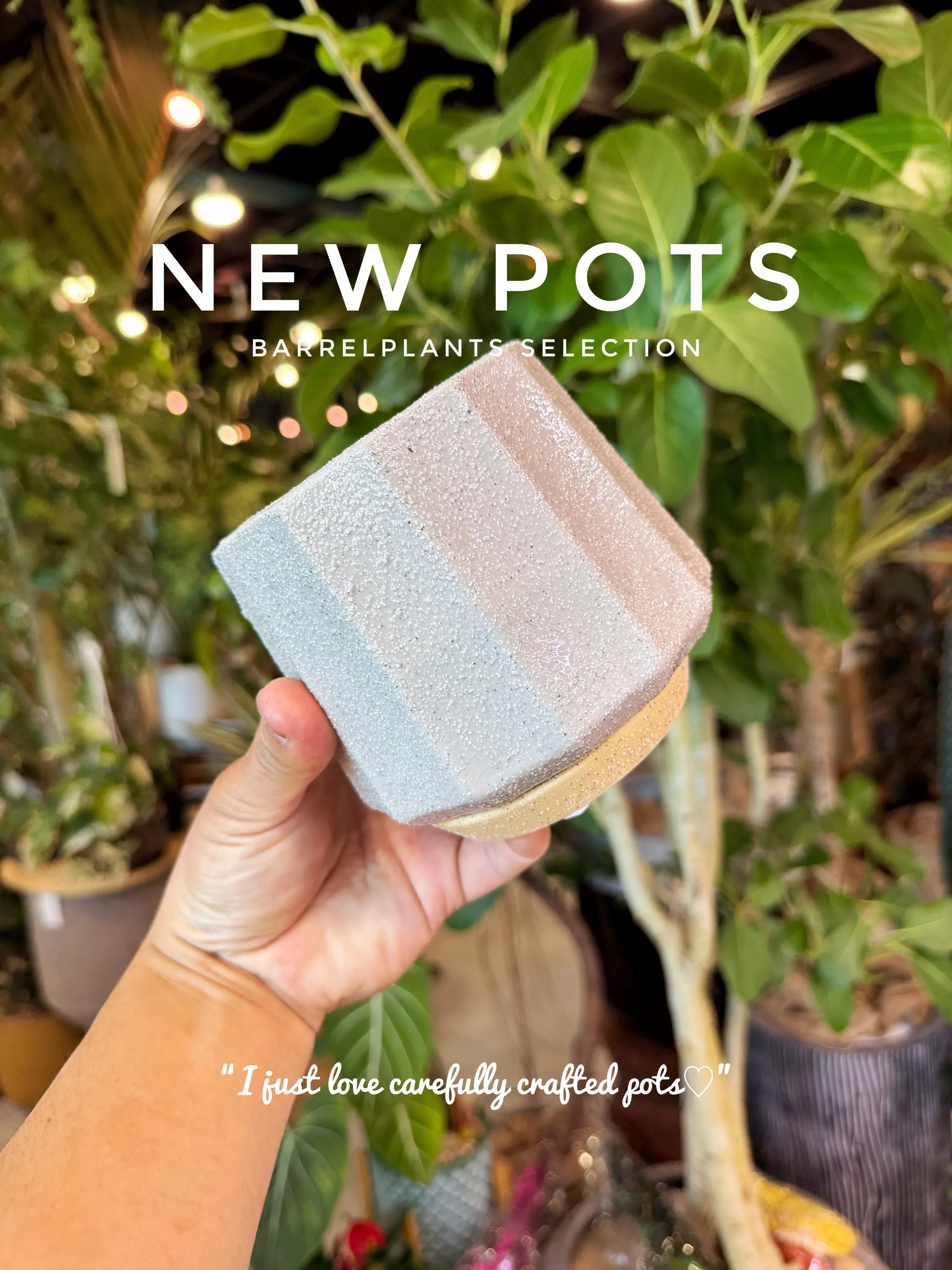 ✨新作鉢、入荷。