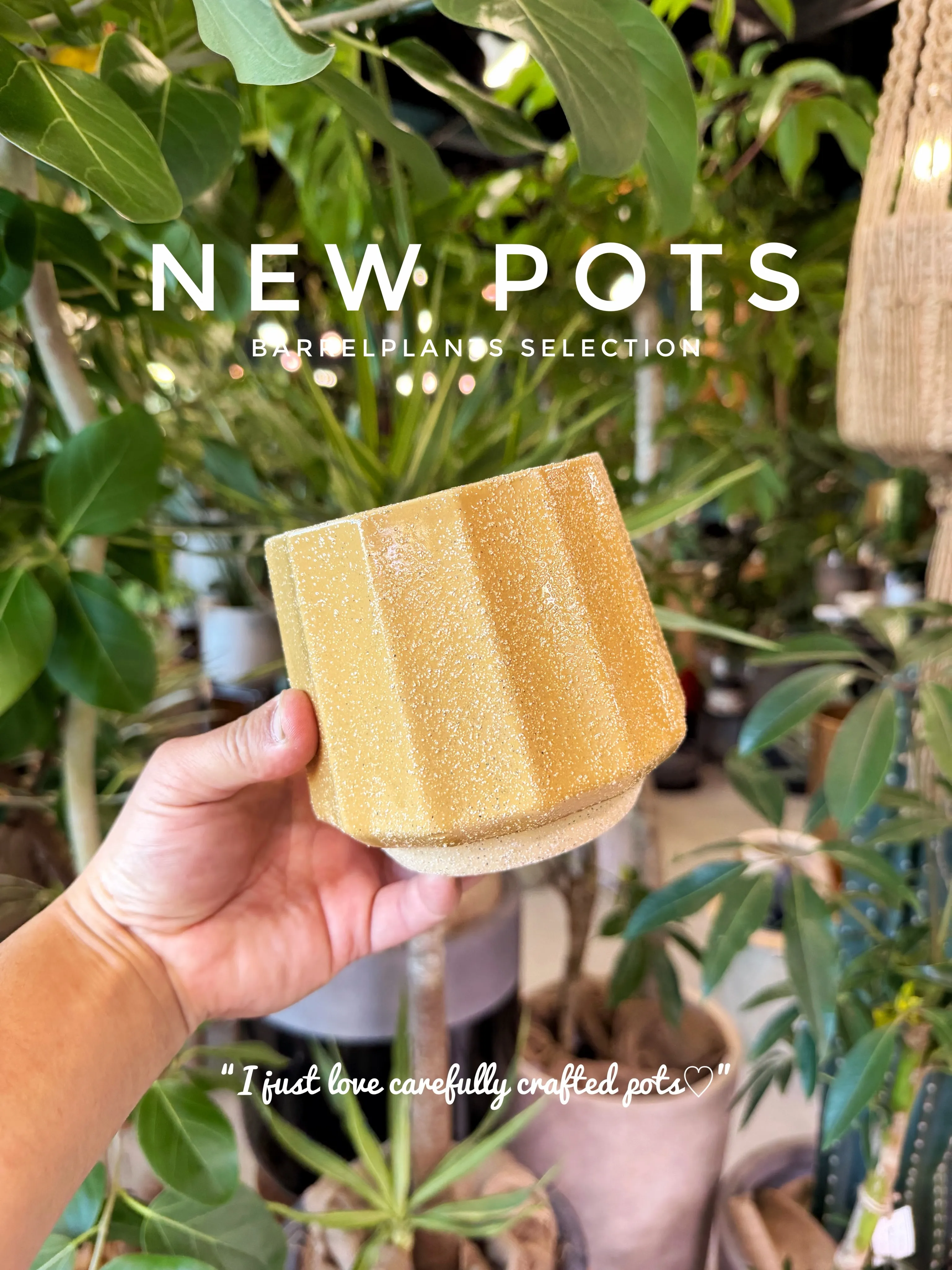 ✨新作鉢、入荷。