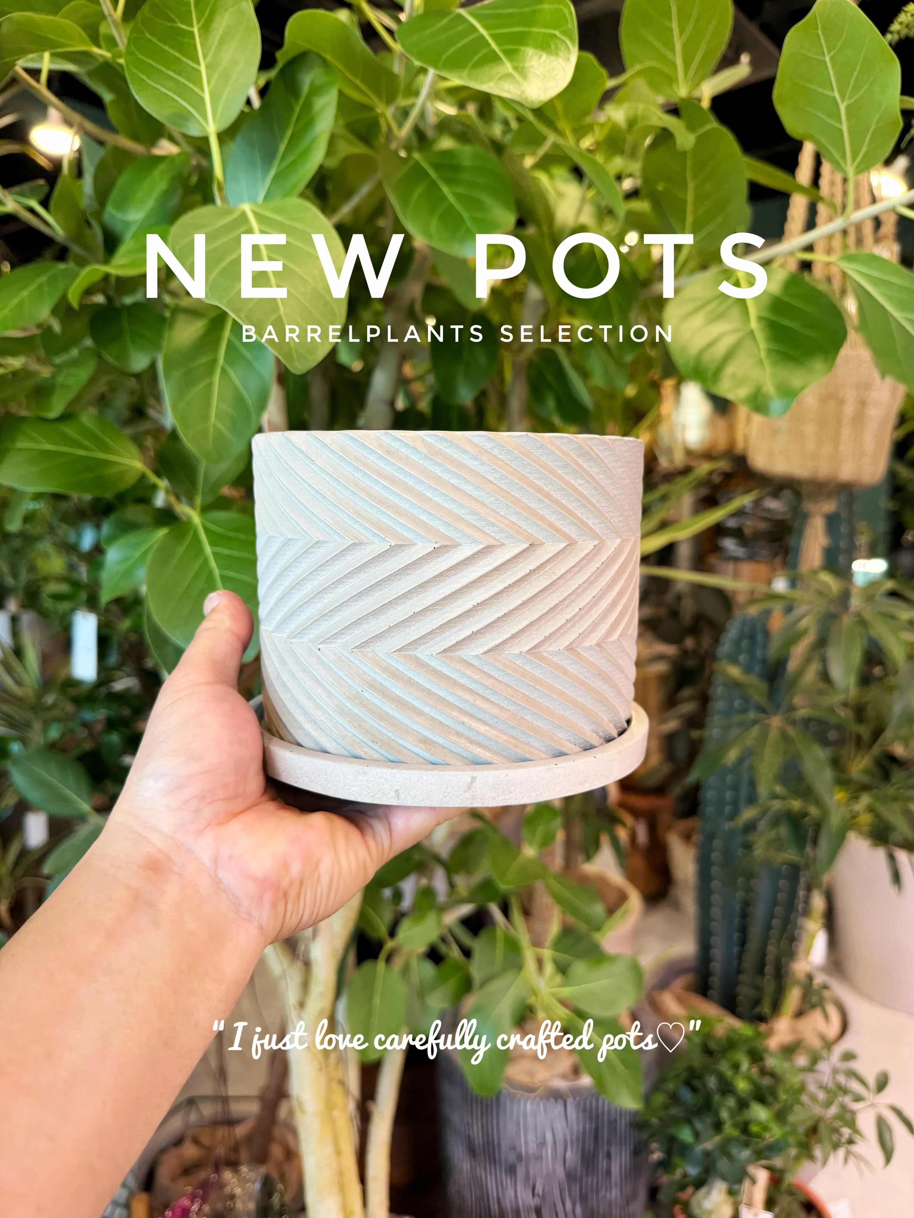 ✨新作鉢、入荷。