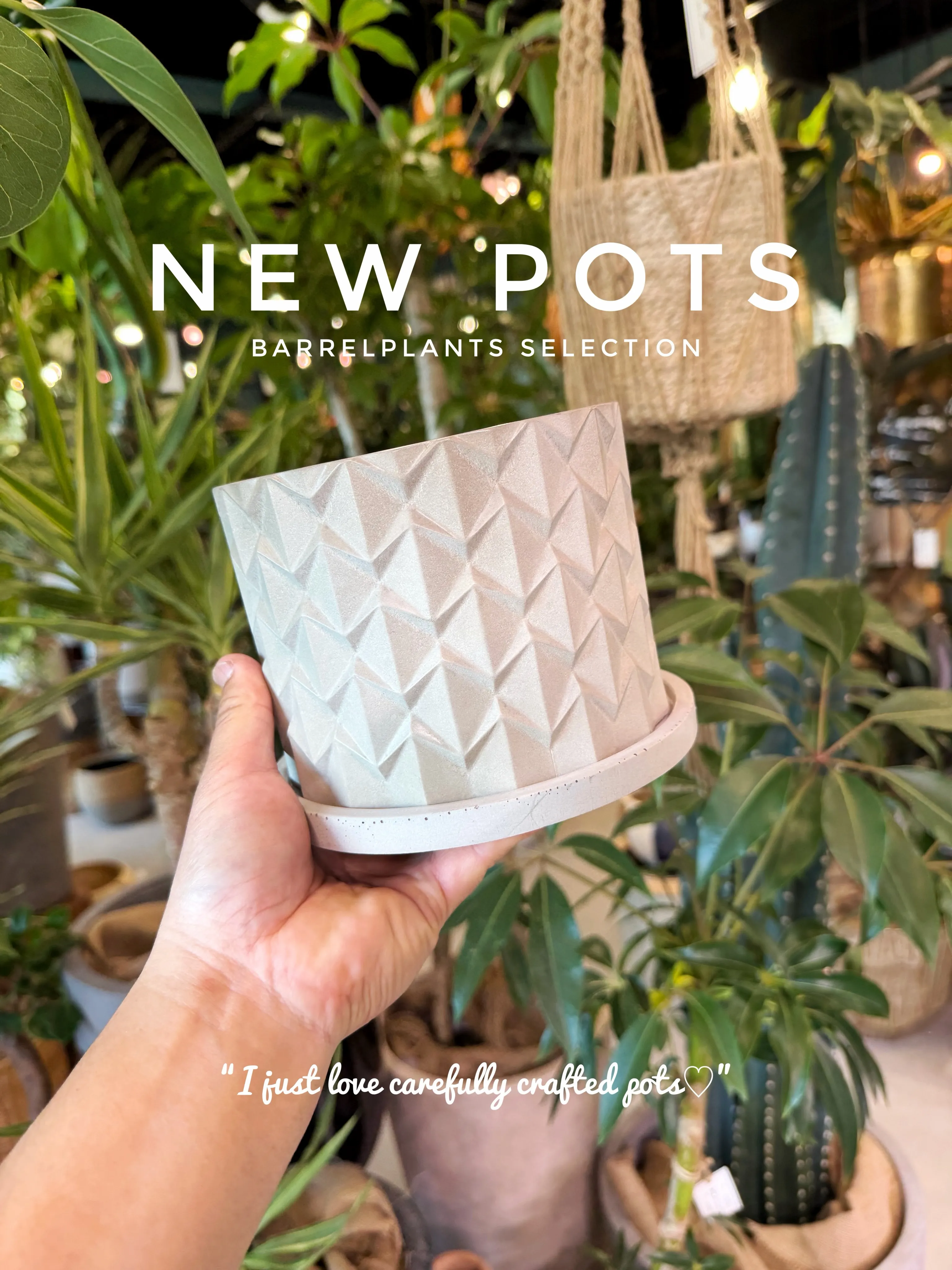 ✨新作鉢、入荷。
