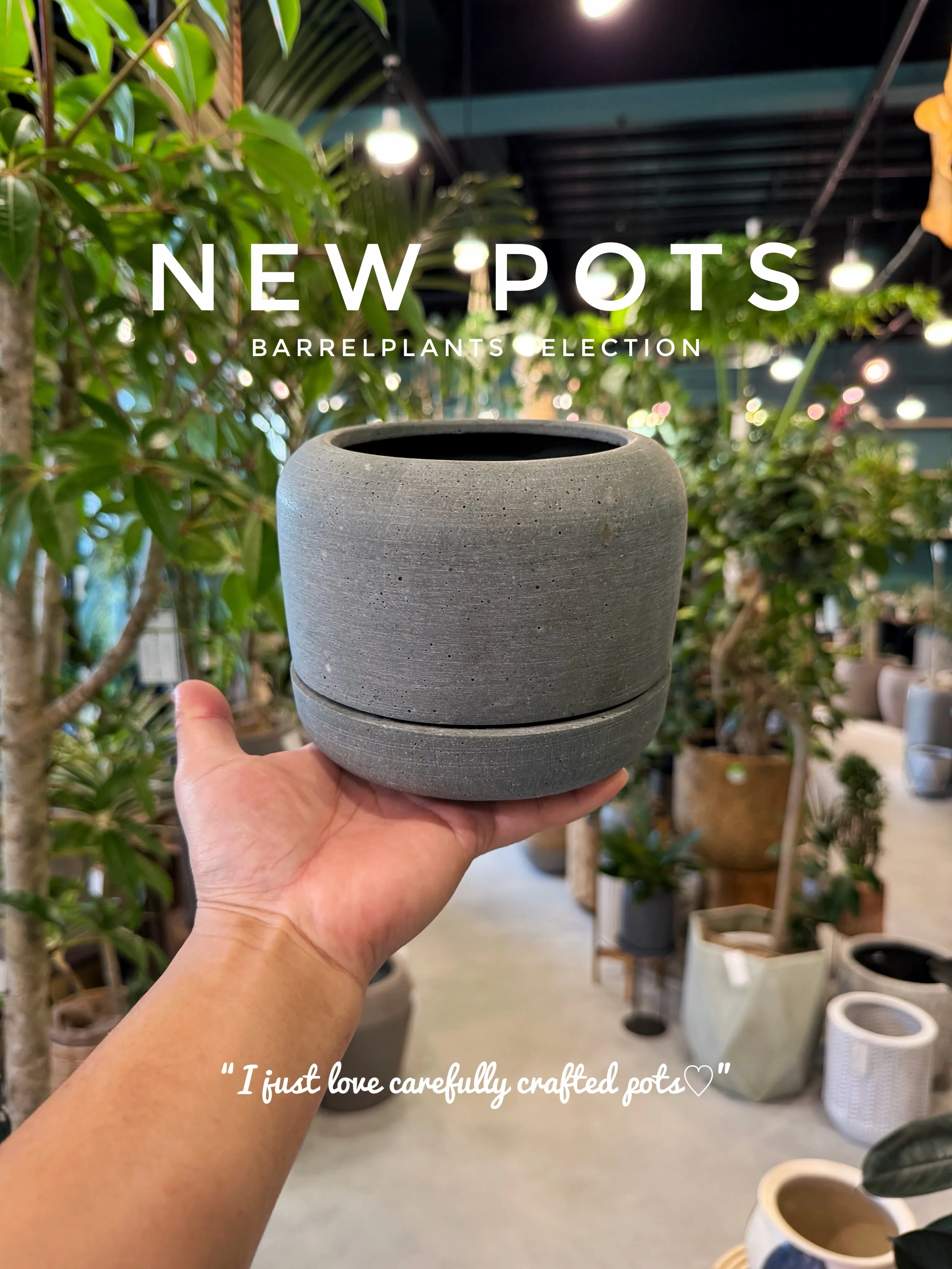 ✨新作鉢、入荷。
