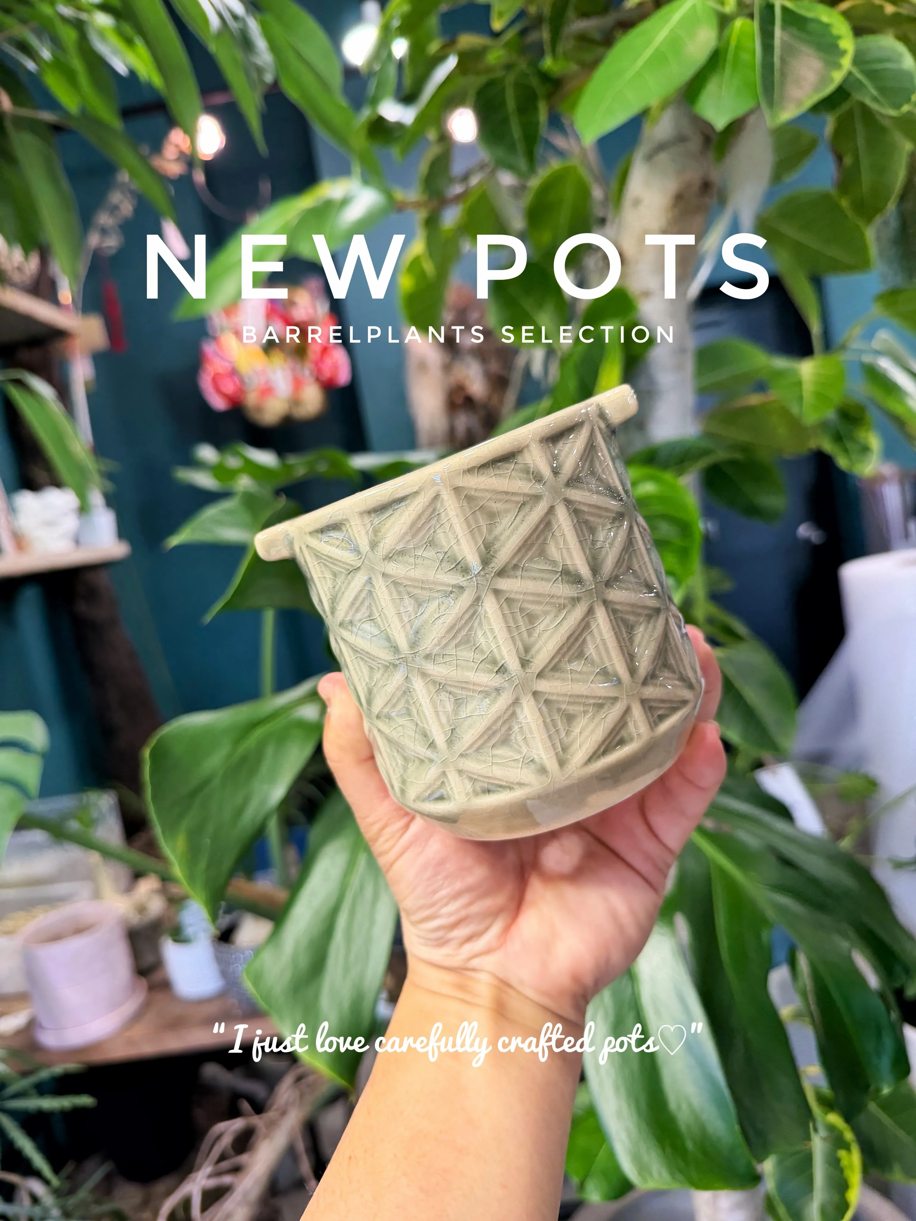 ✨新作鉢、入荷。