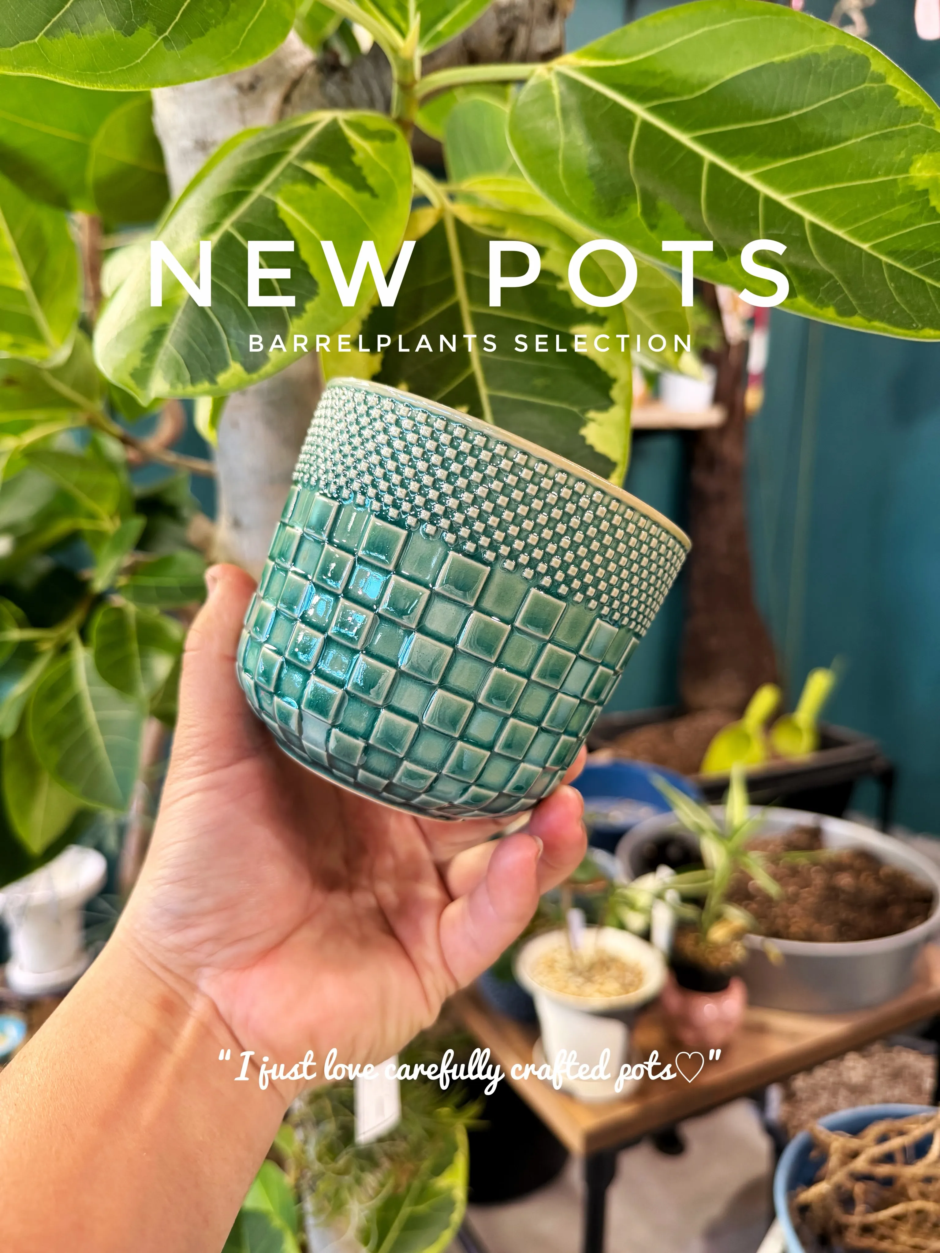 ✨新作鉢、入荷。