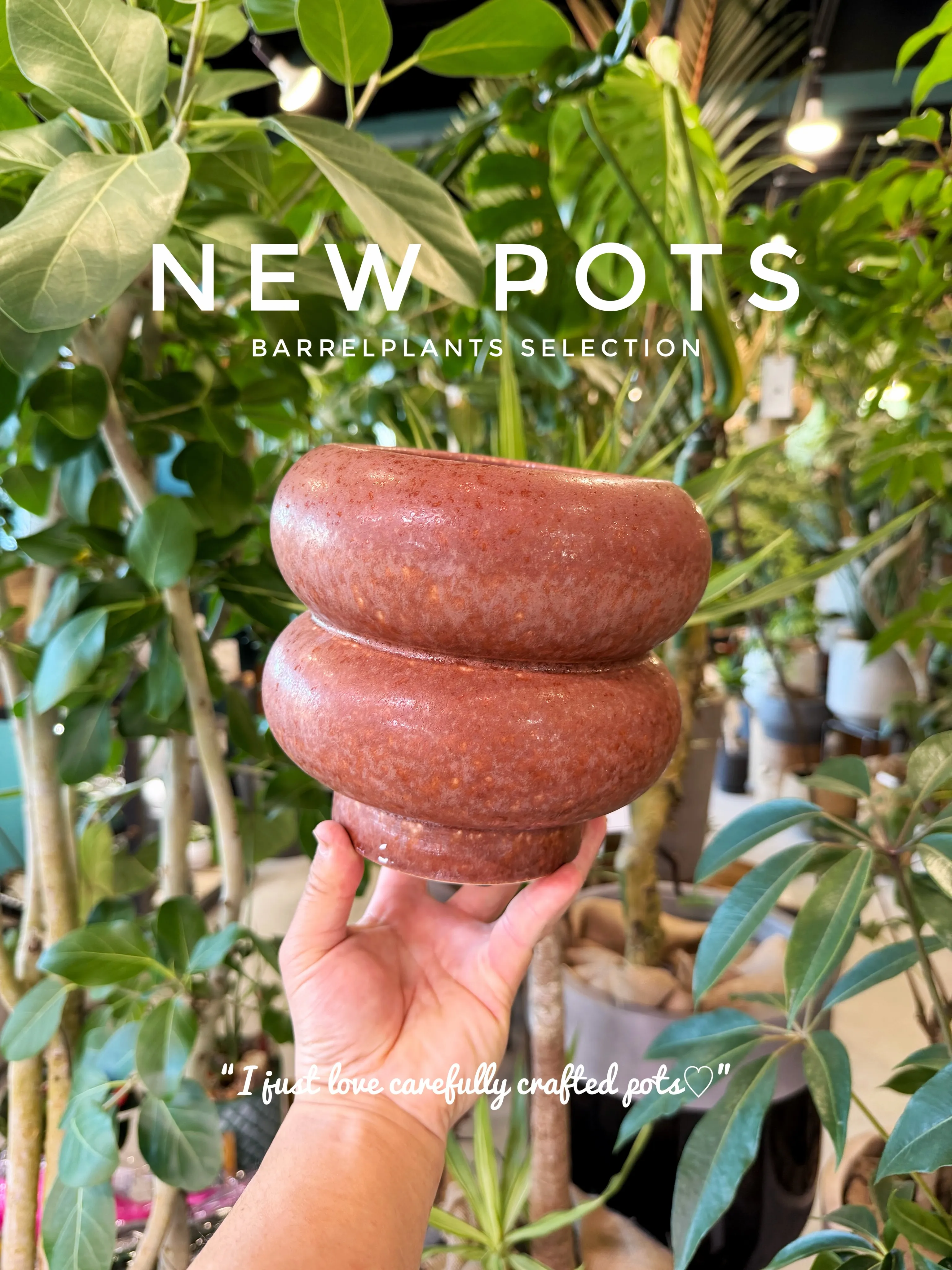 ✨新作鉢、入荷。