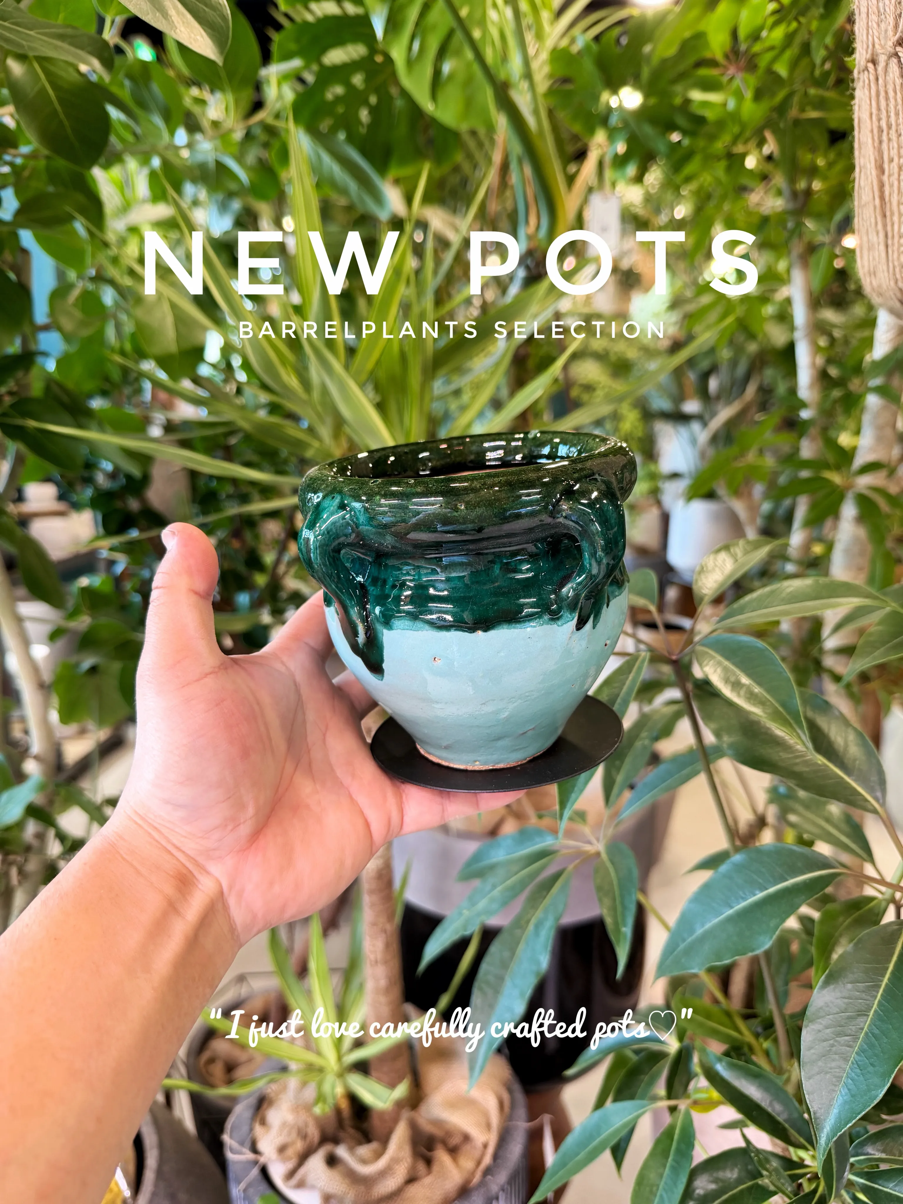 ✨新作鉢、入荷。