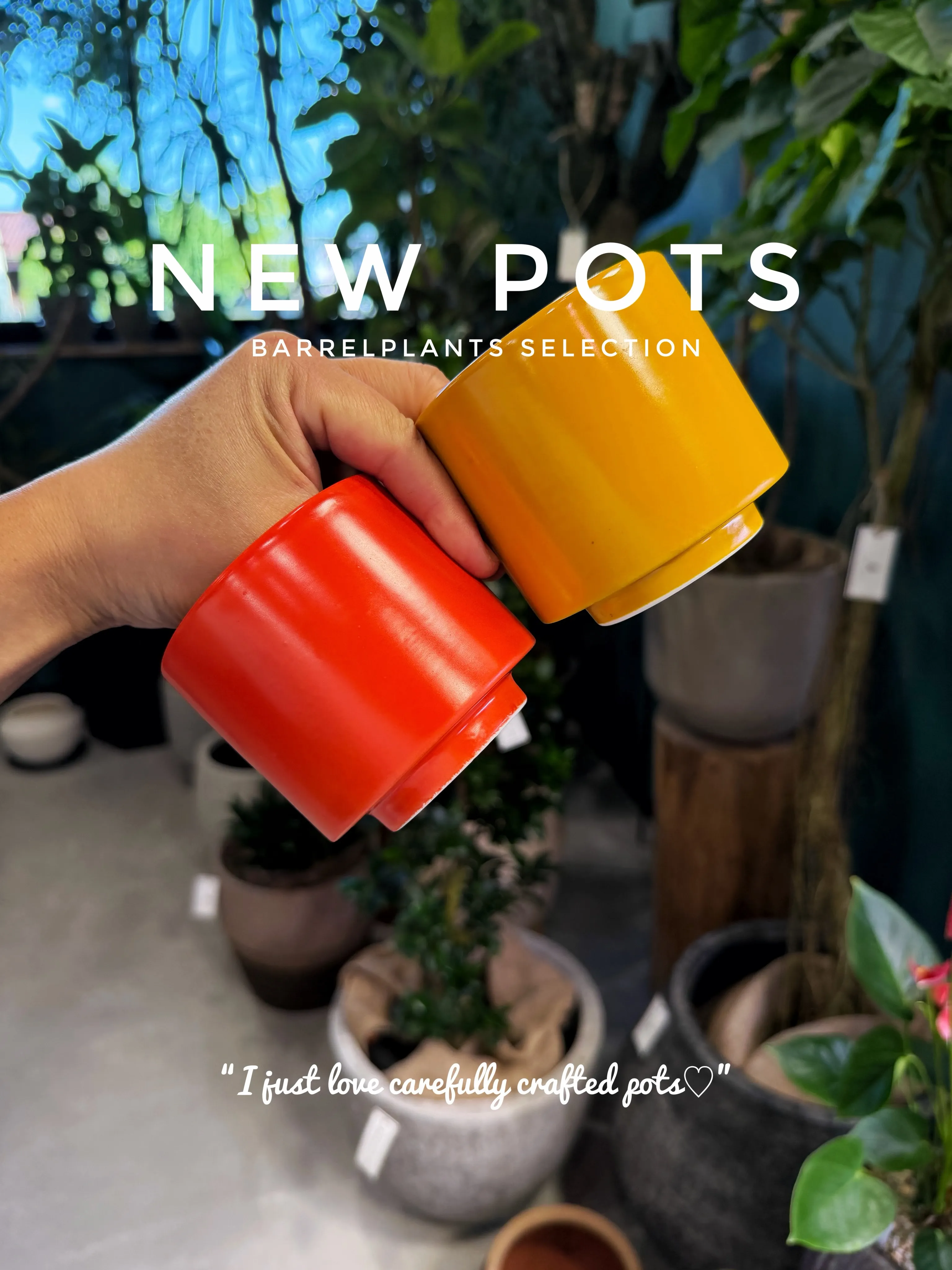 ✨新作鉢、入荷。
