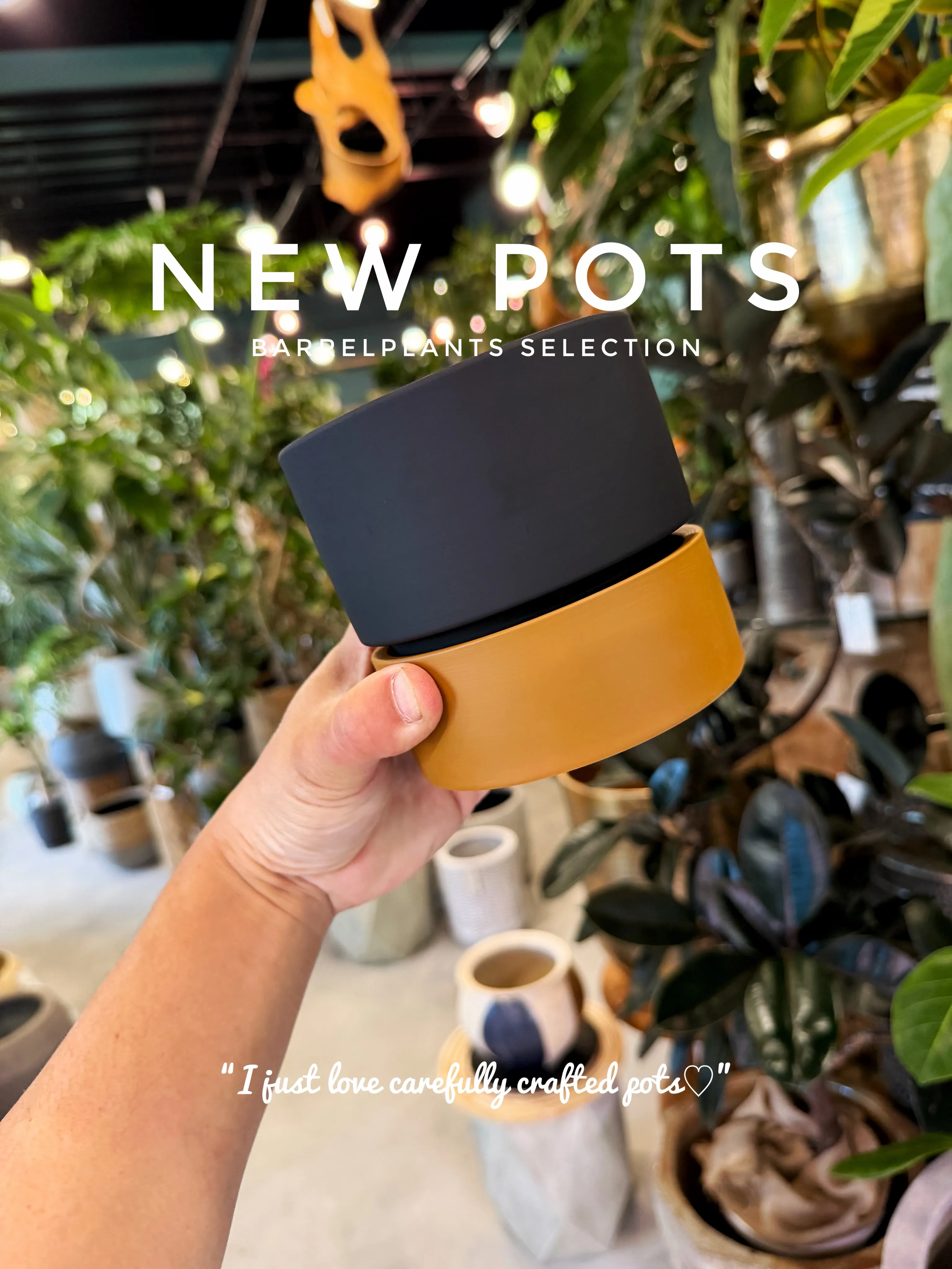 ✨新作鉢、入荷。
