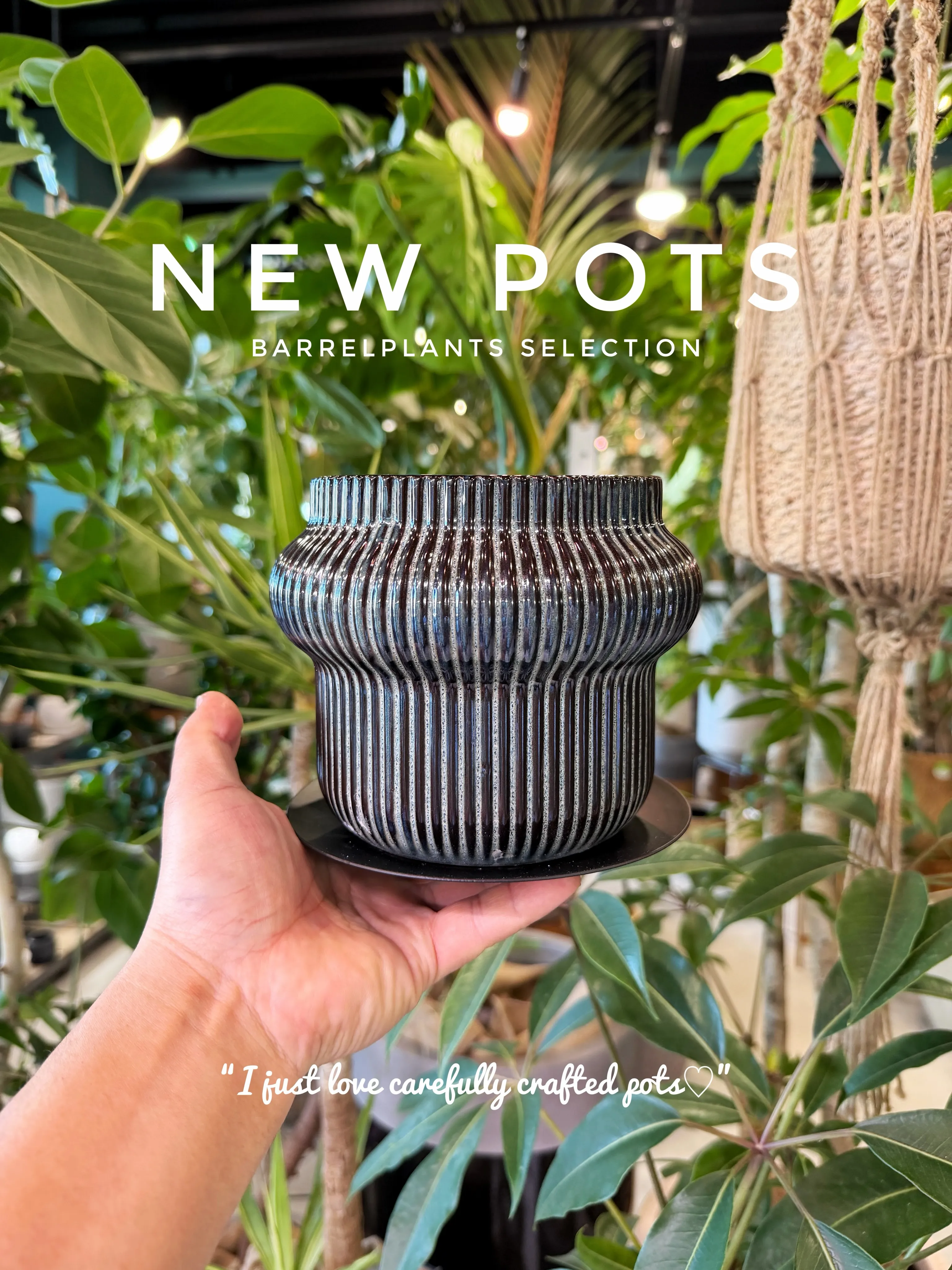 ✨新作鉢、入荷。
