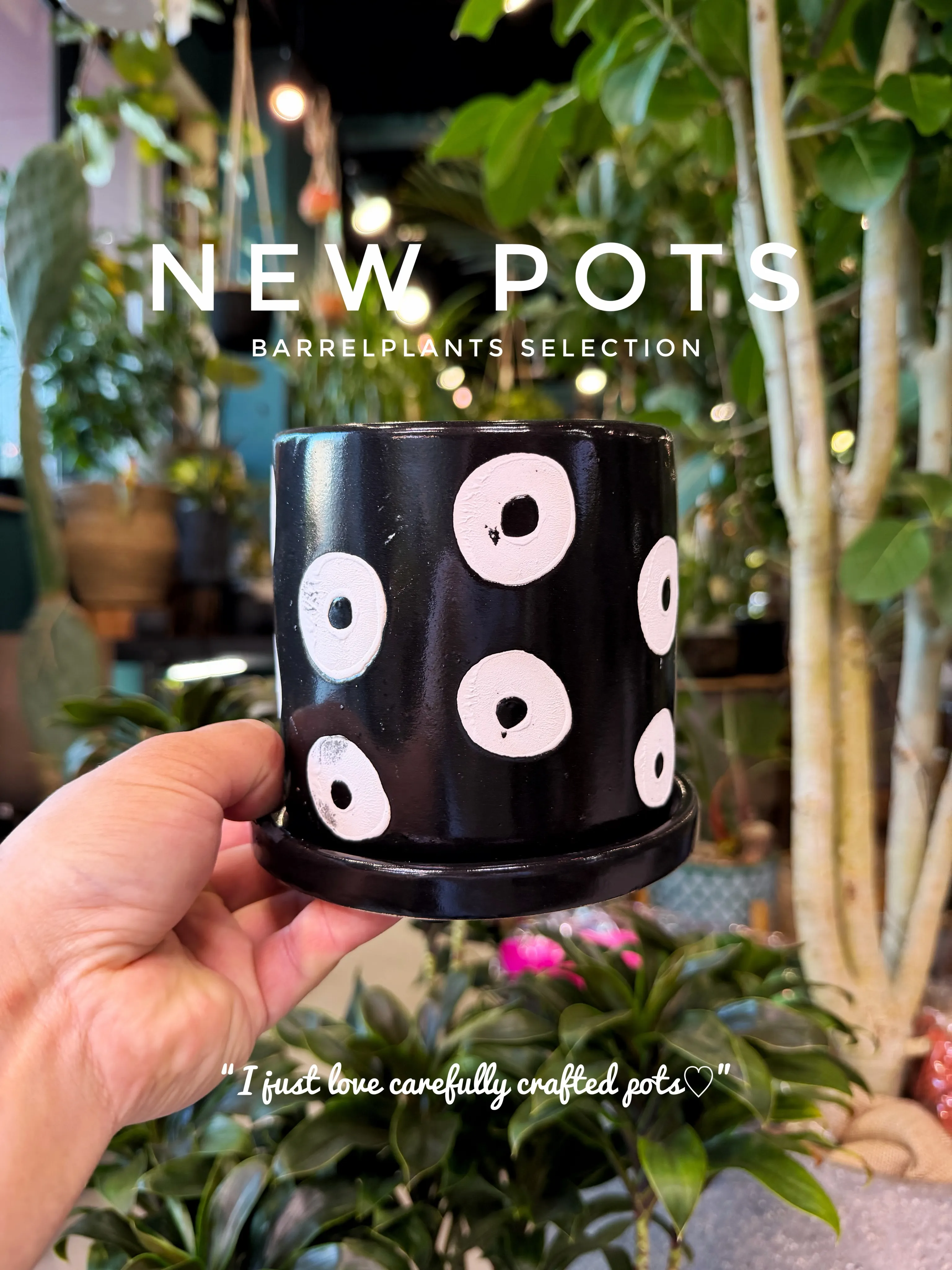 ✨新作鉢、入荷。